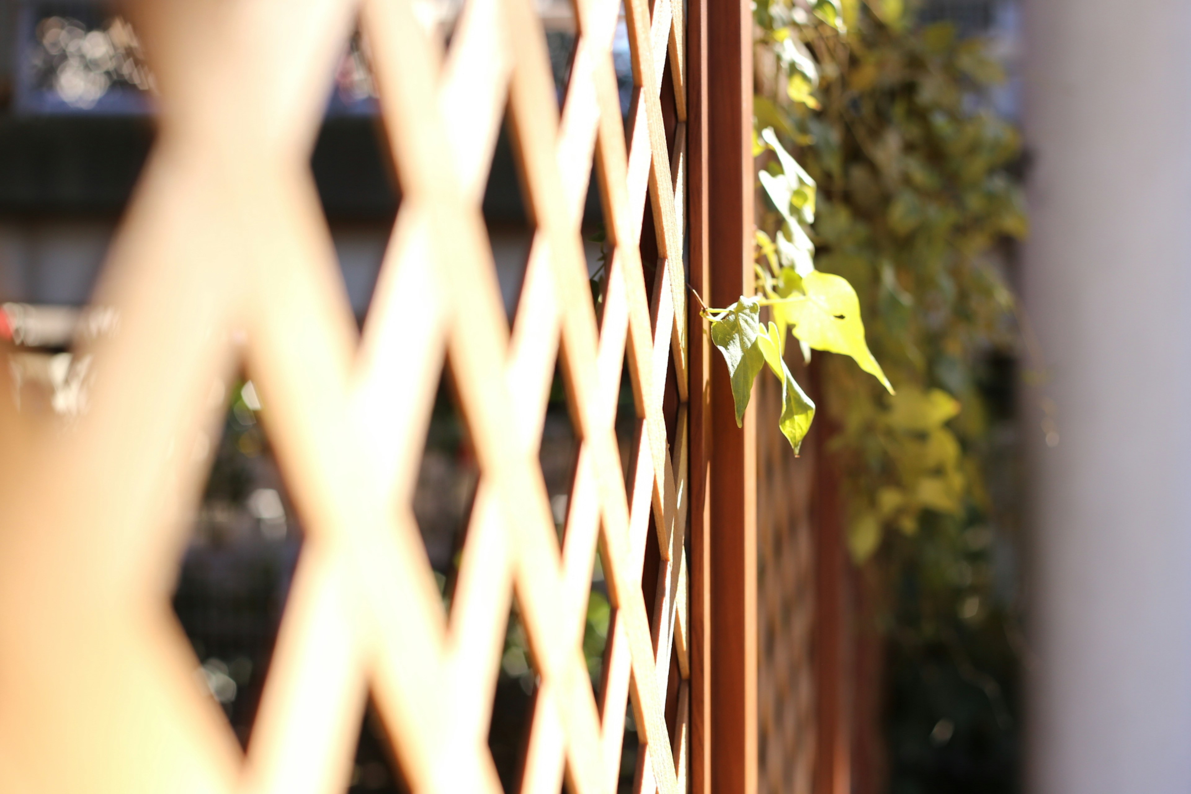 Clôture en bois avec des feuilles vertes grimpantes et une lumière douce