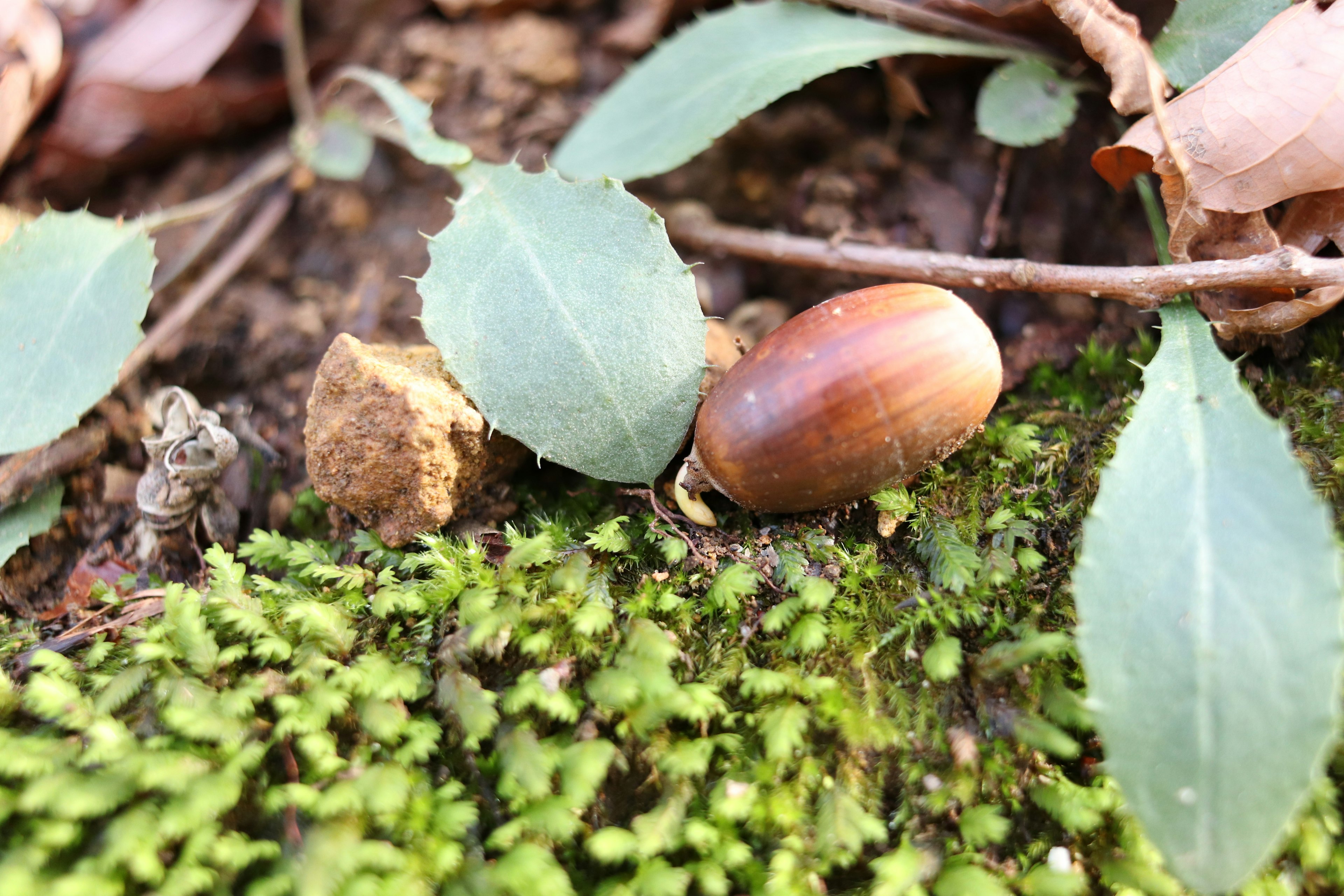 Bellota marrón y hojas sobre musgo verde