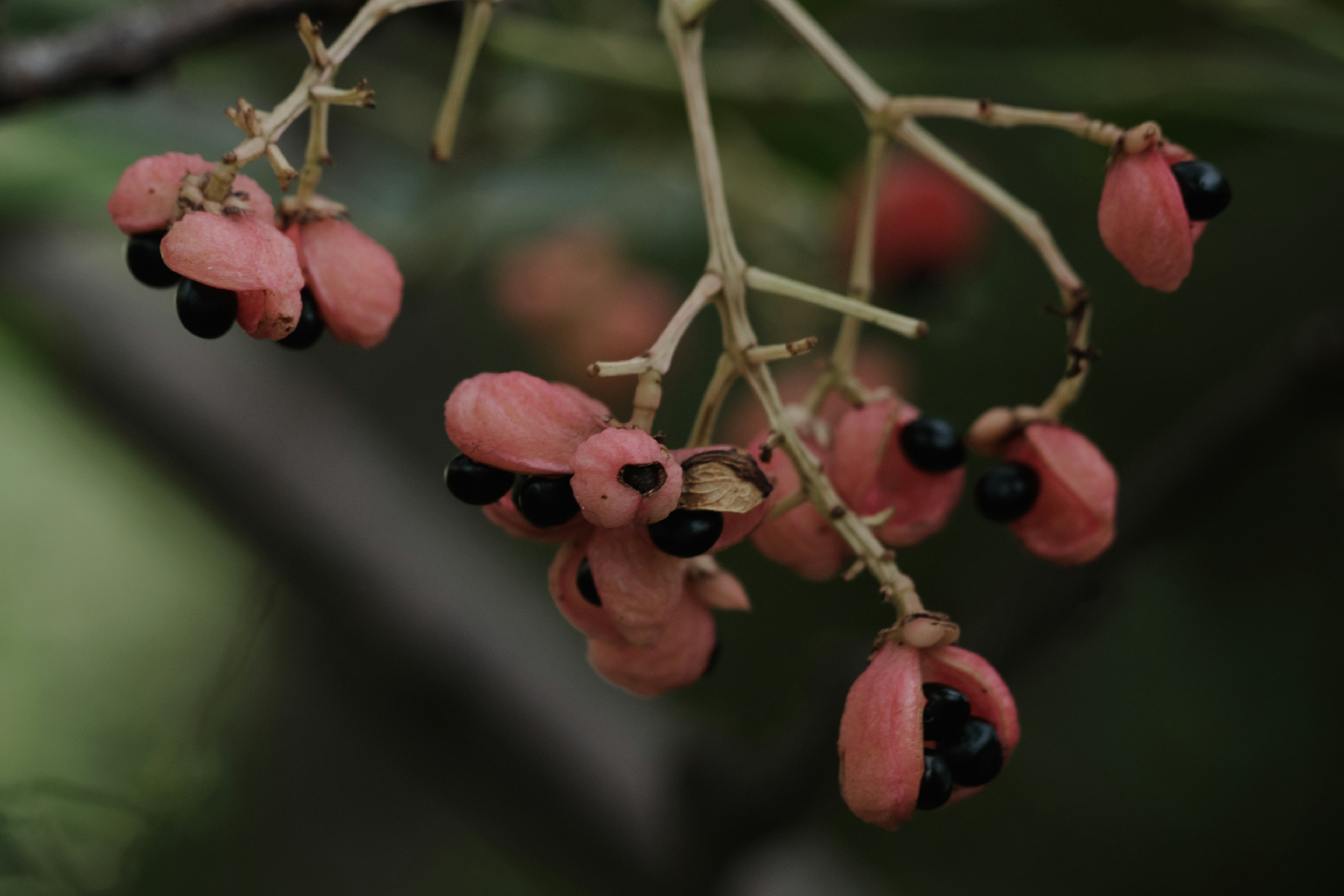 Racimos de fruta rosa con semillas negras