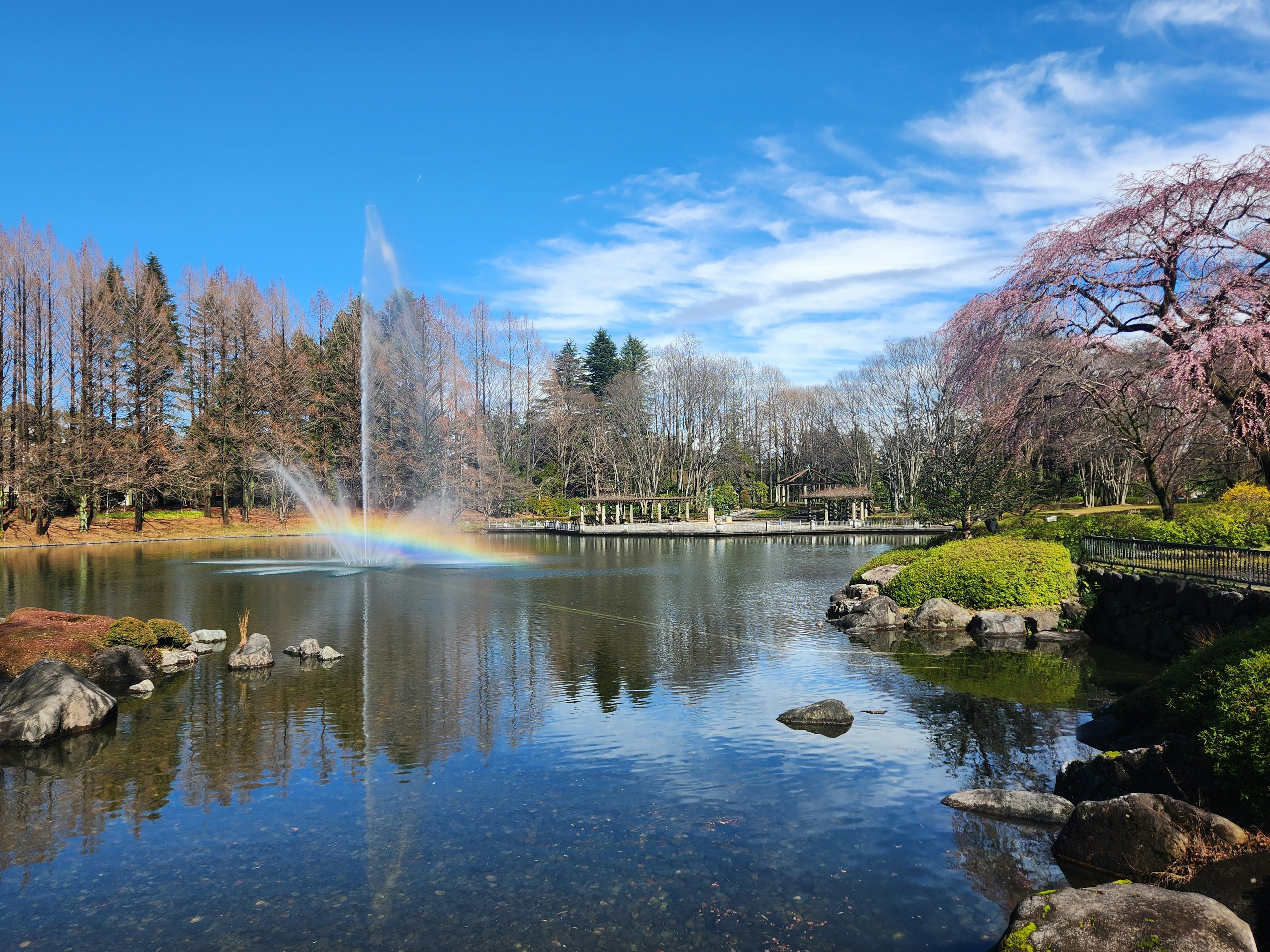 Kolam tenang di taman dengan air mancur dikelilingi pohon sakura dan vegetasi subur