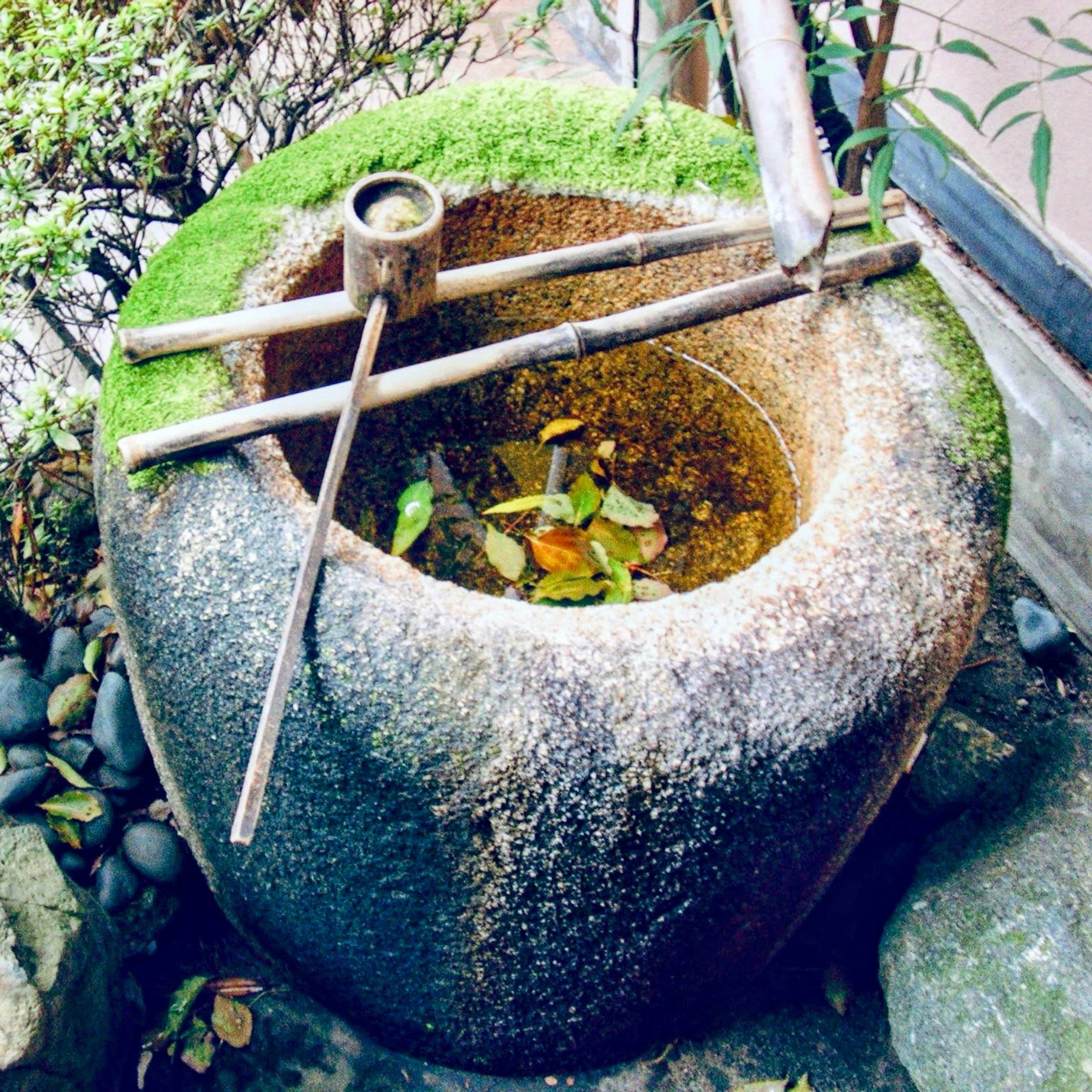 Basin batu yang ditutupi lumut dengan saluran bambu di taman Jepang