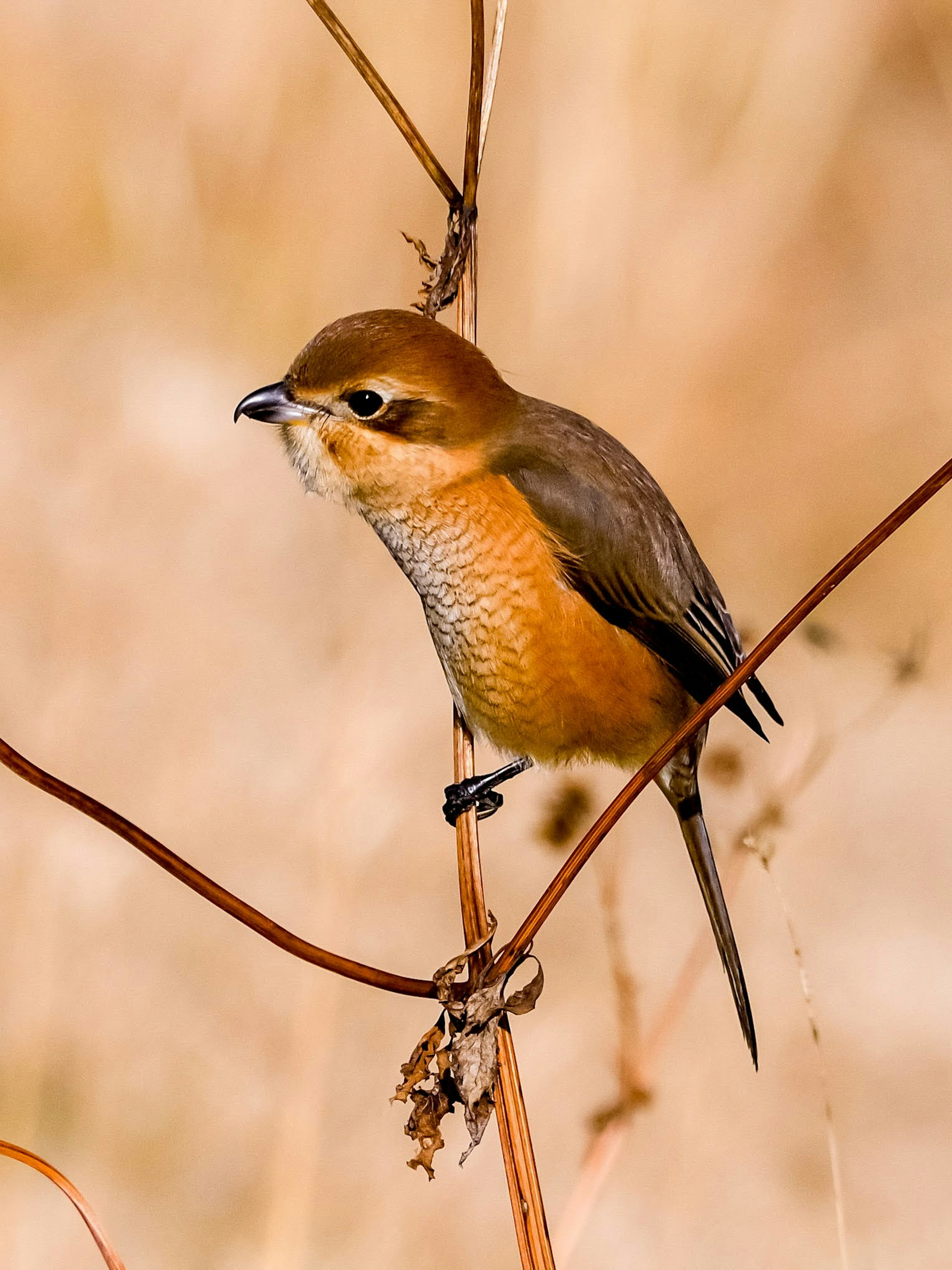 A small brown bird perched on a thin branch with a soft beige background