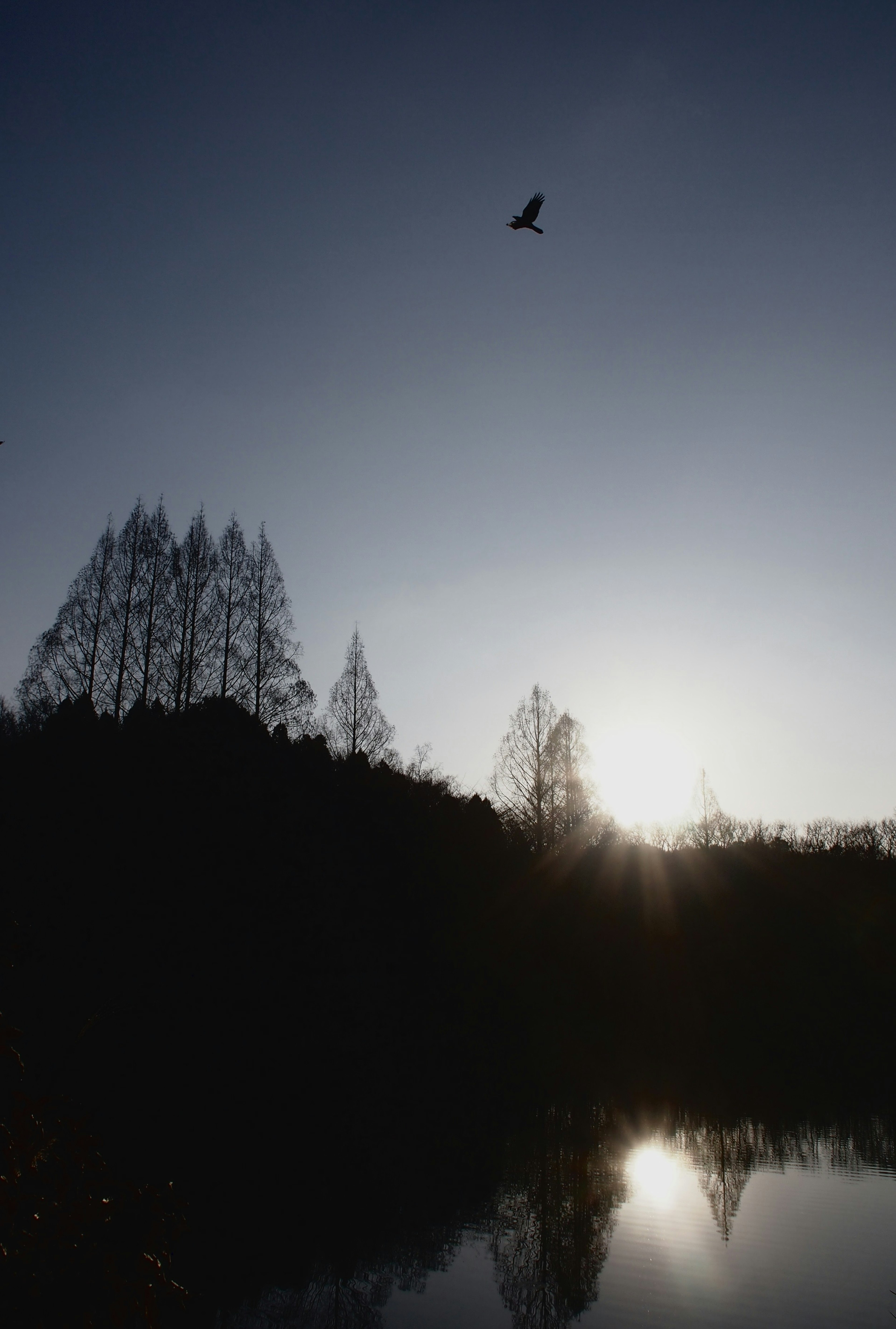 Coucher de soleil sur un lac avec des arbres en silhouette et un oiseau en vol