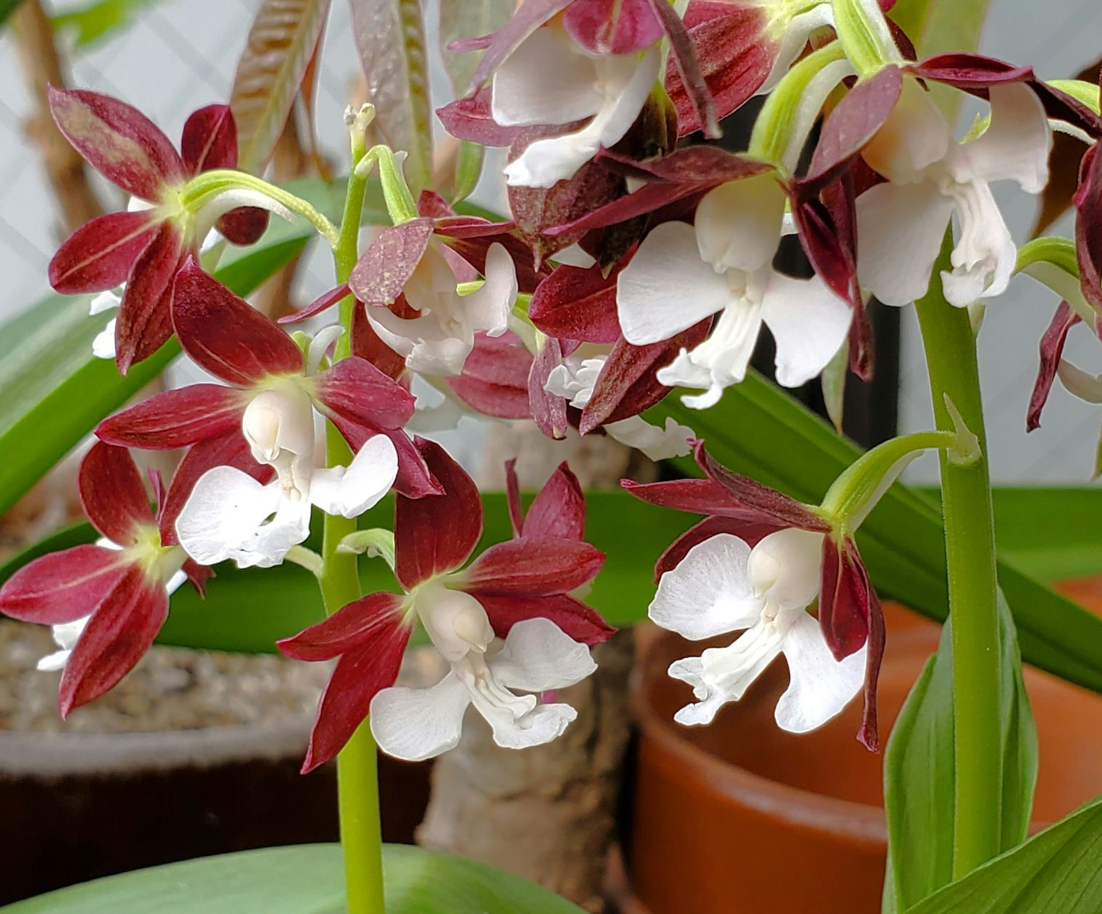 Nahaufnahme von Orchideen mit roten und weißen Blüten