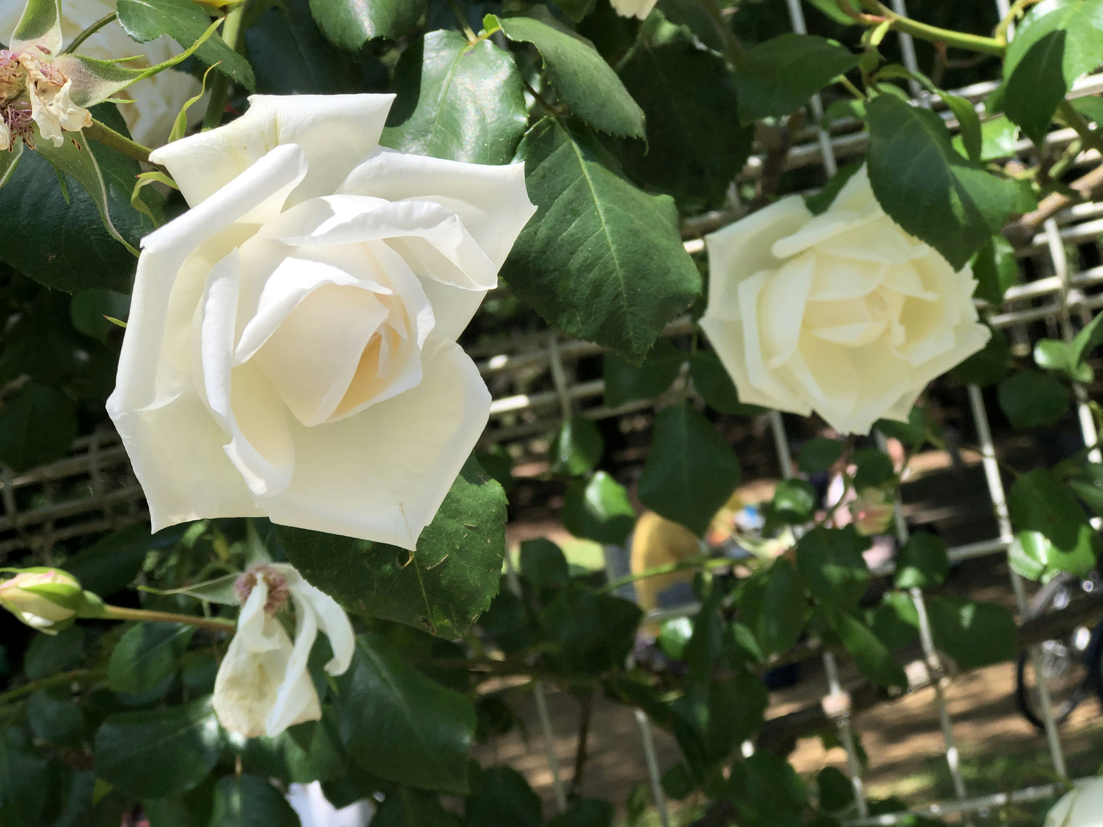 Rose bianche che fioriscono tra foglie verdi