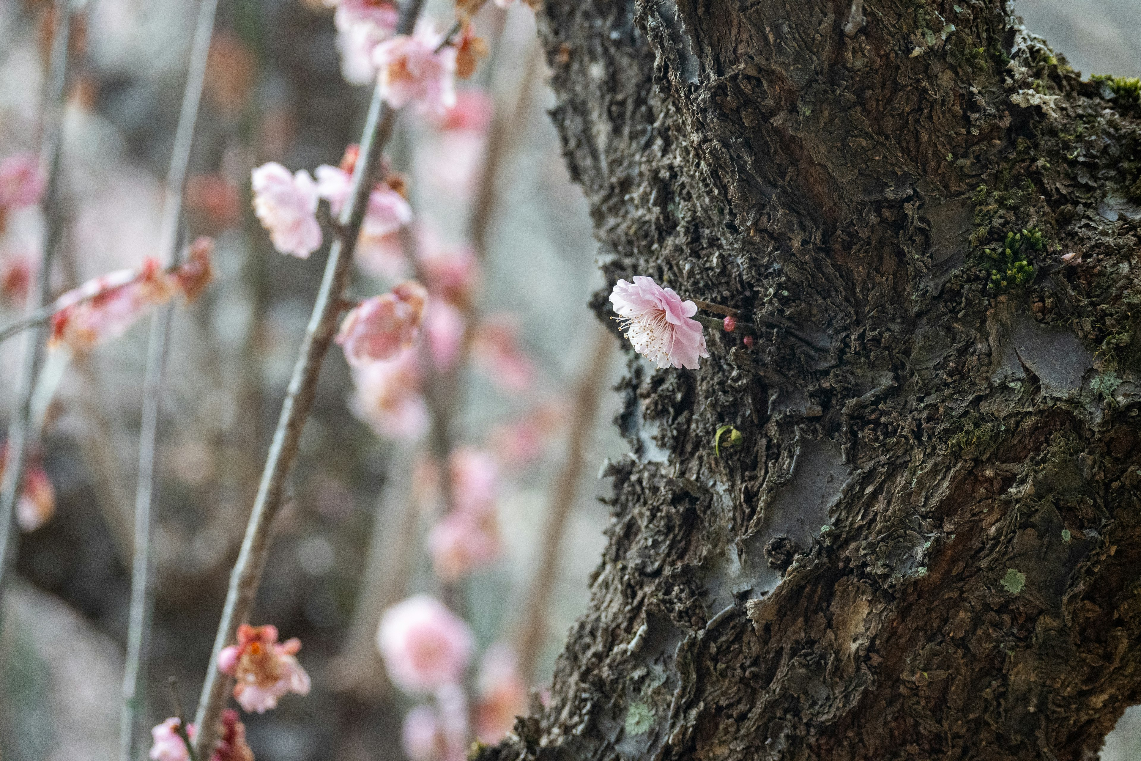 桜の花が咲いている木の幹のクローズアップ