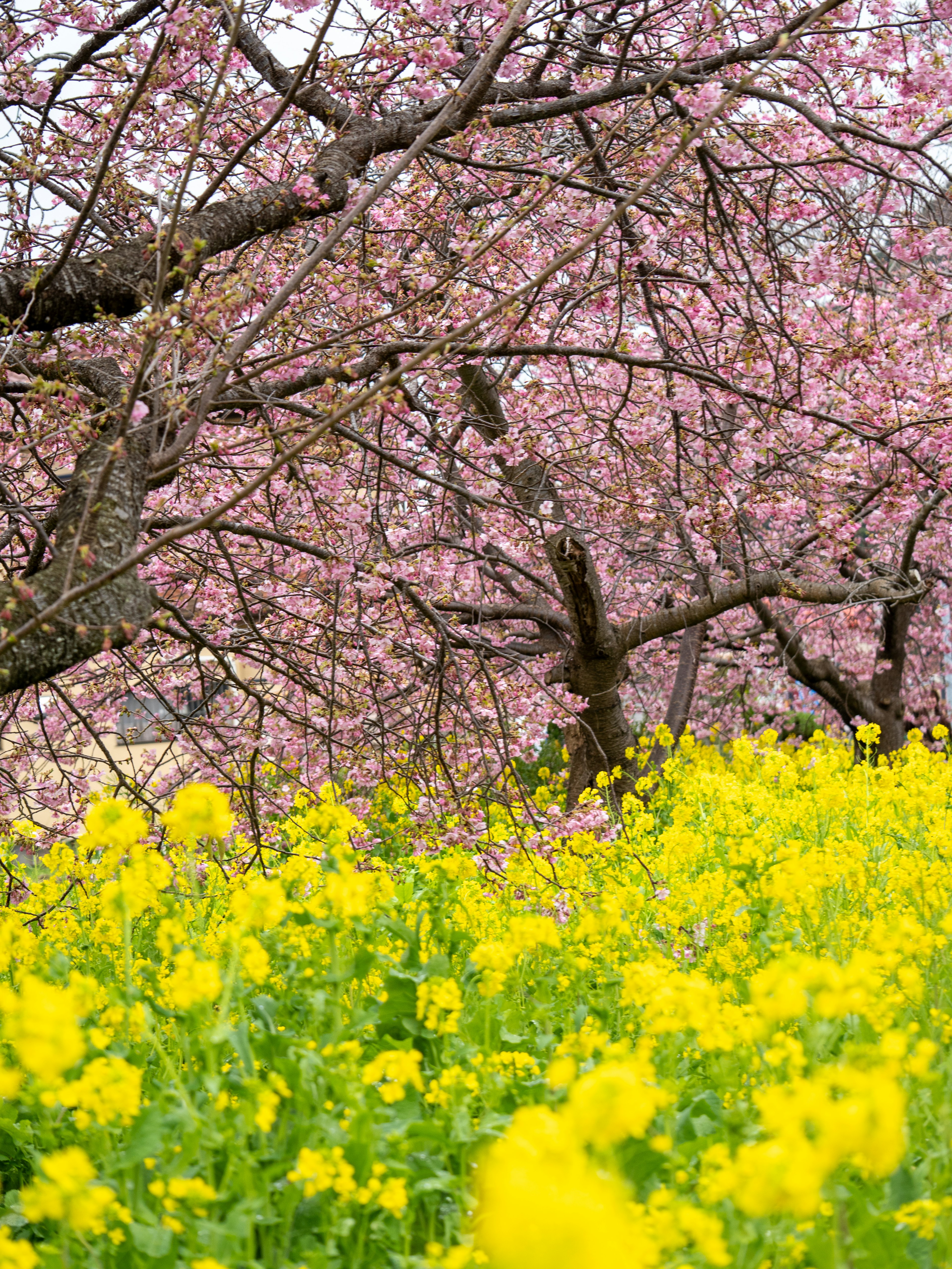 Scena vibrante di alberi di ciliegio e fiori di colza