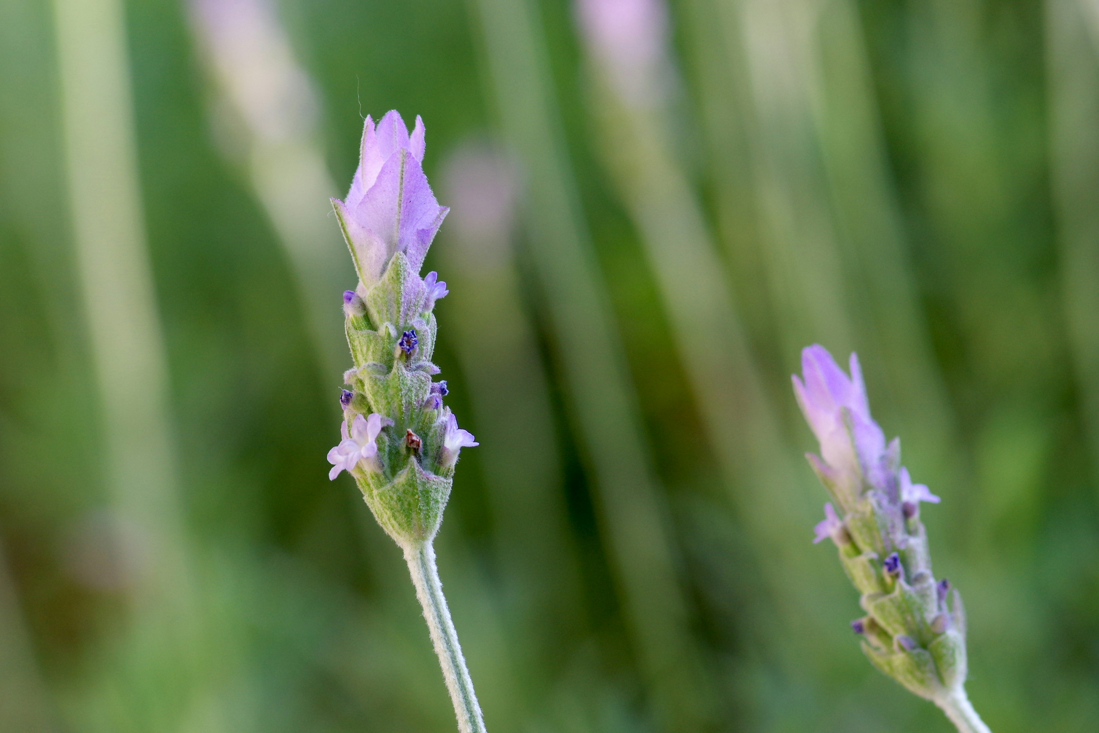 Lavender flowers blooming with a green background showcasing purple hues