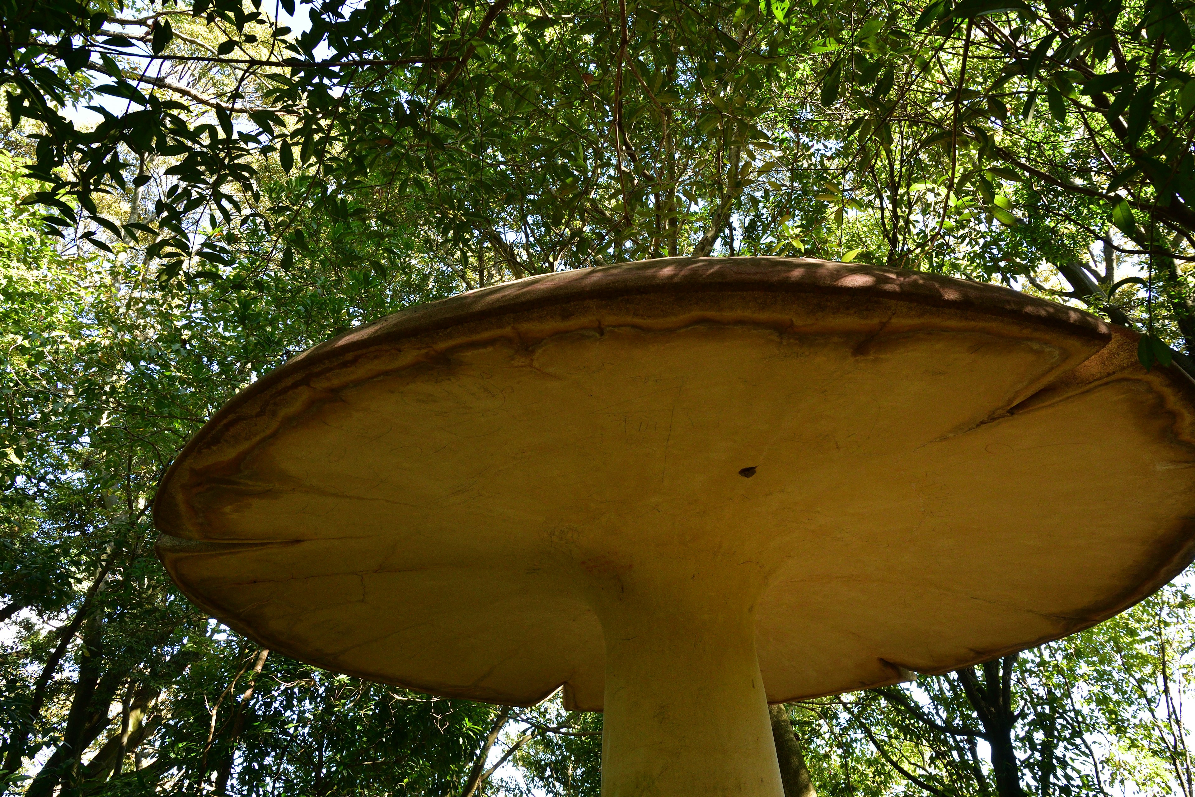 Grande fungo visto dal basso circondato da alberi verdi