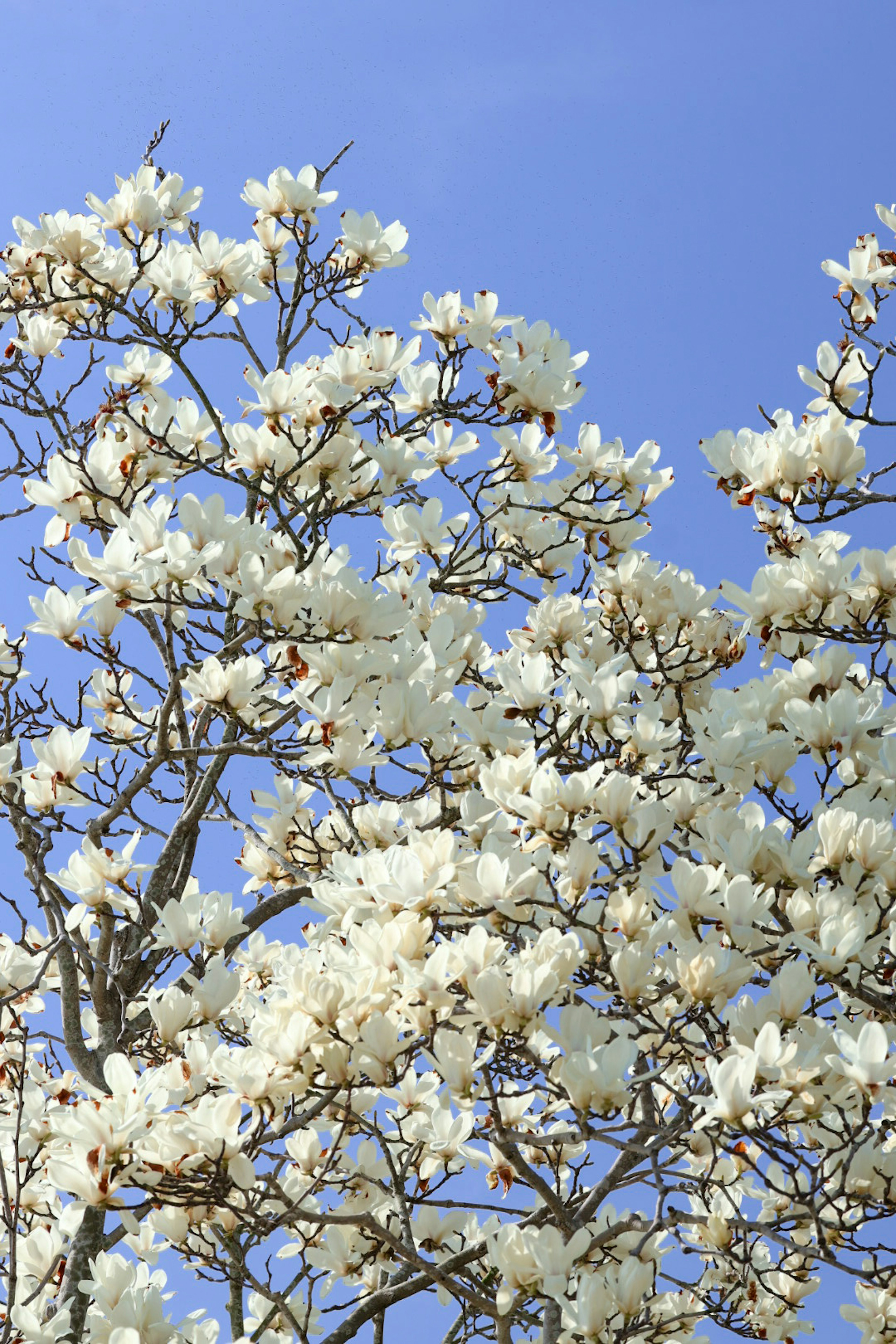 Magnolia tree in full bloom with white flowers against a blue sky