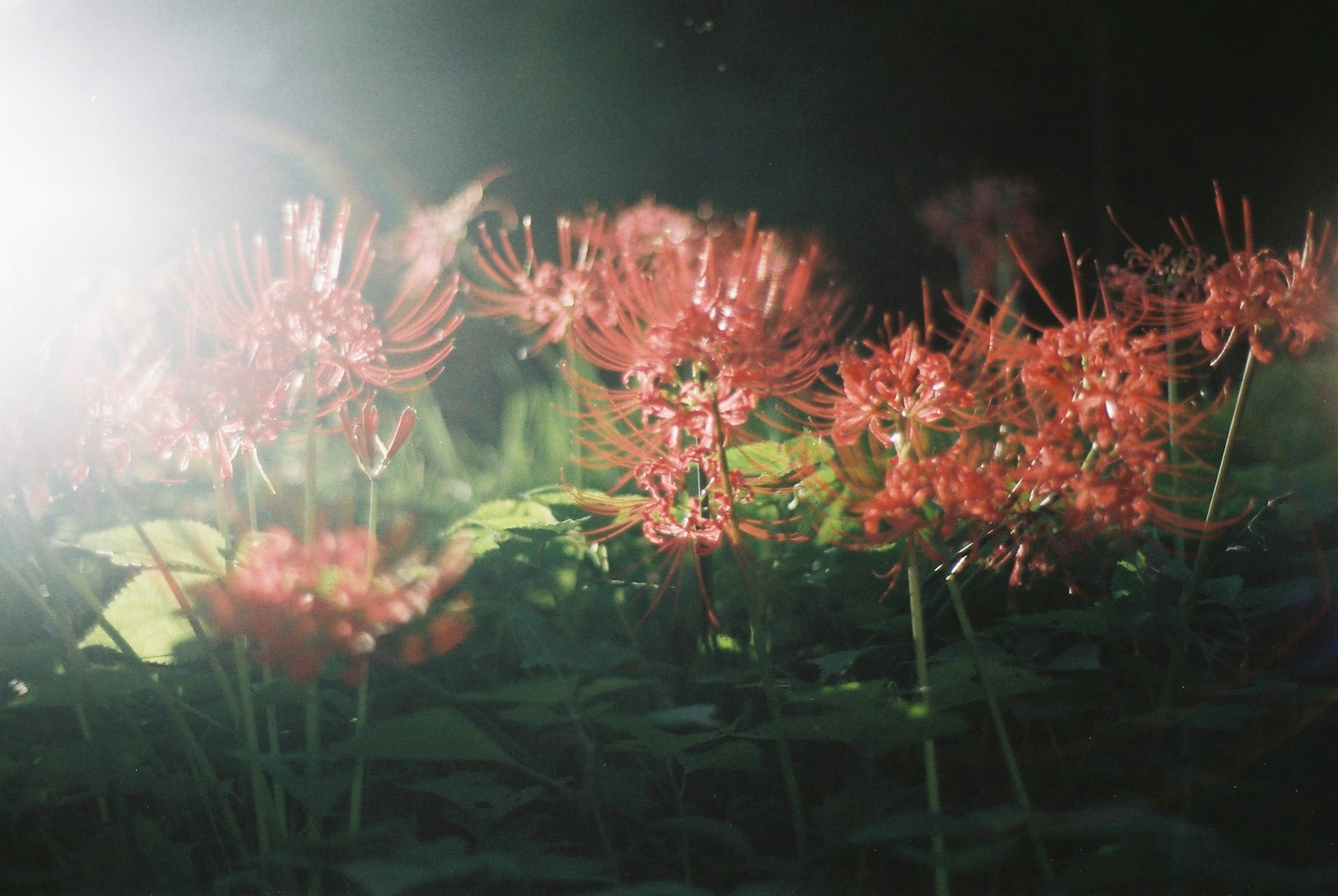 盛開的紅花場景與光效