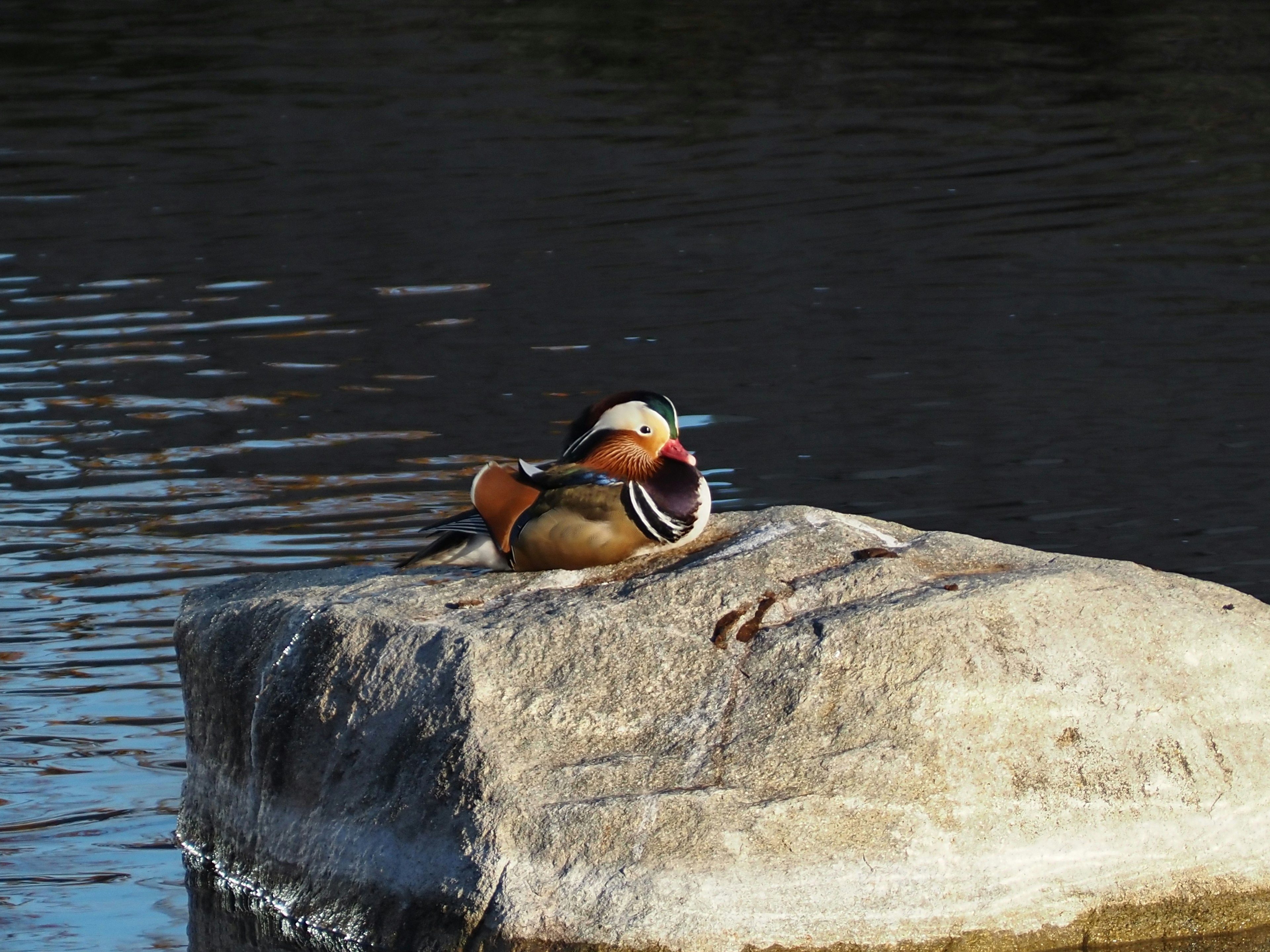 Pato mandarín descansando sobre una piedra junto al agua