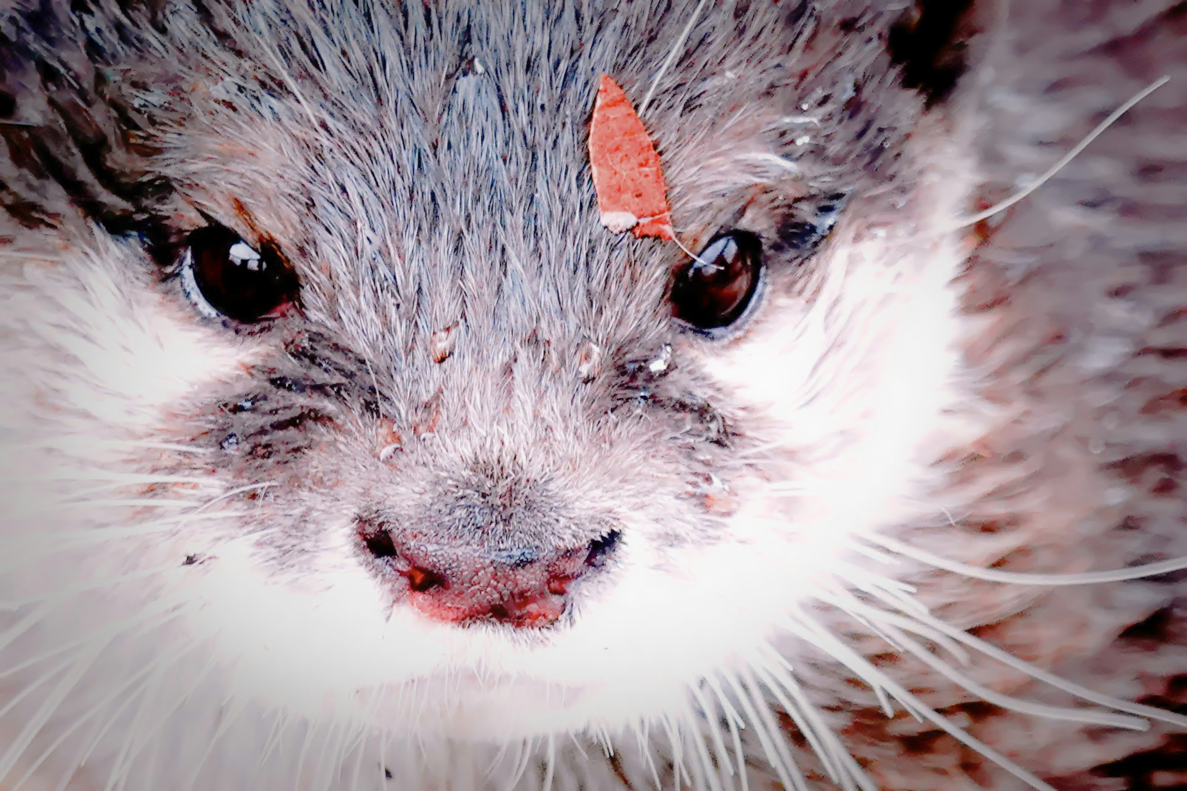 Close-up of an otter's face with a small leaf on its head