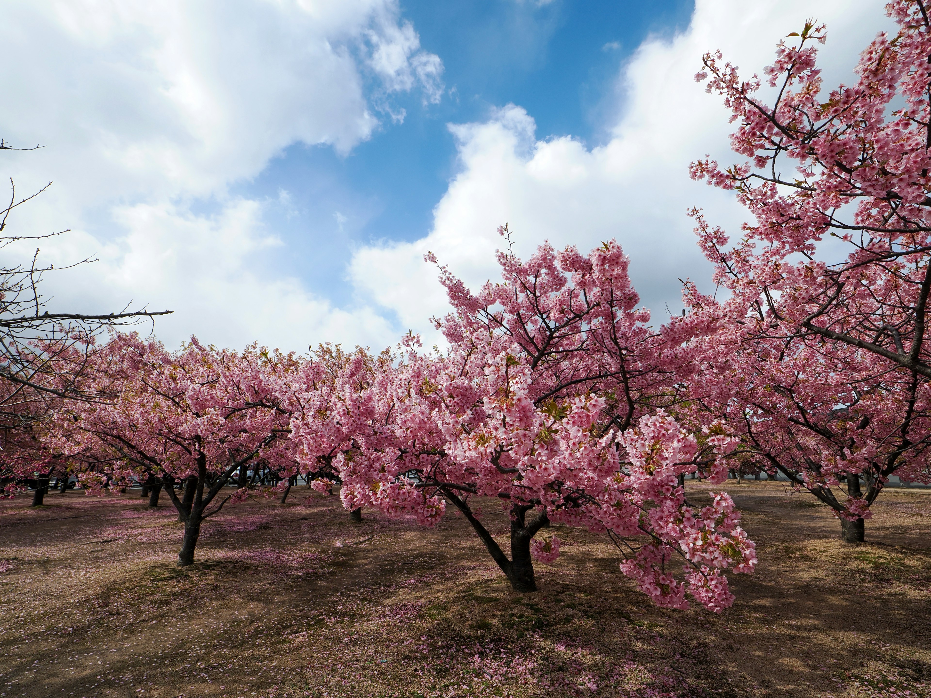 A landscape of cherry blossom trees in full bloom