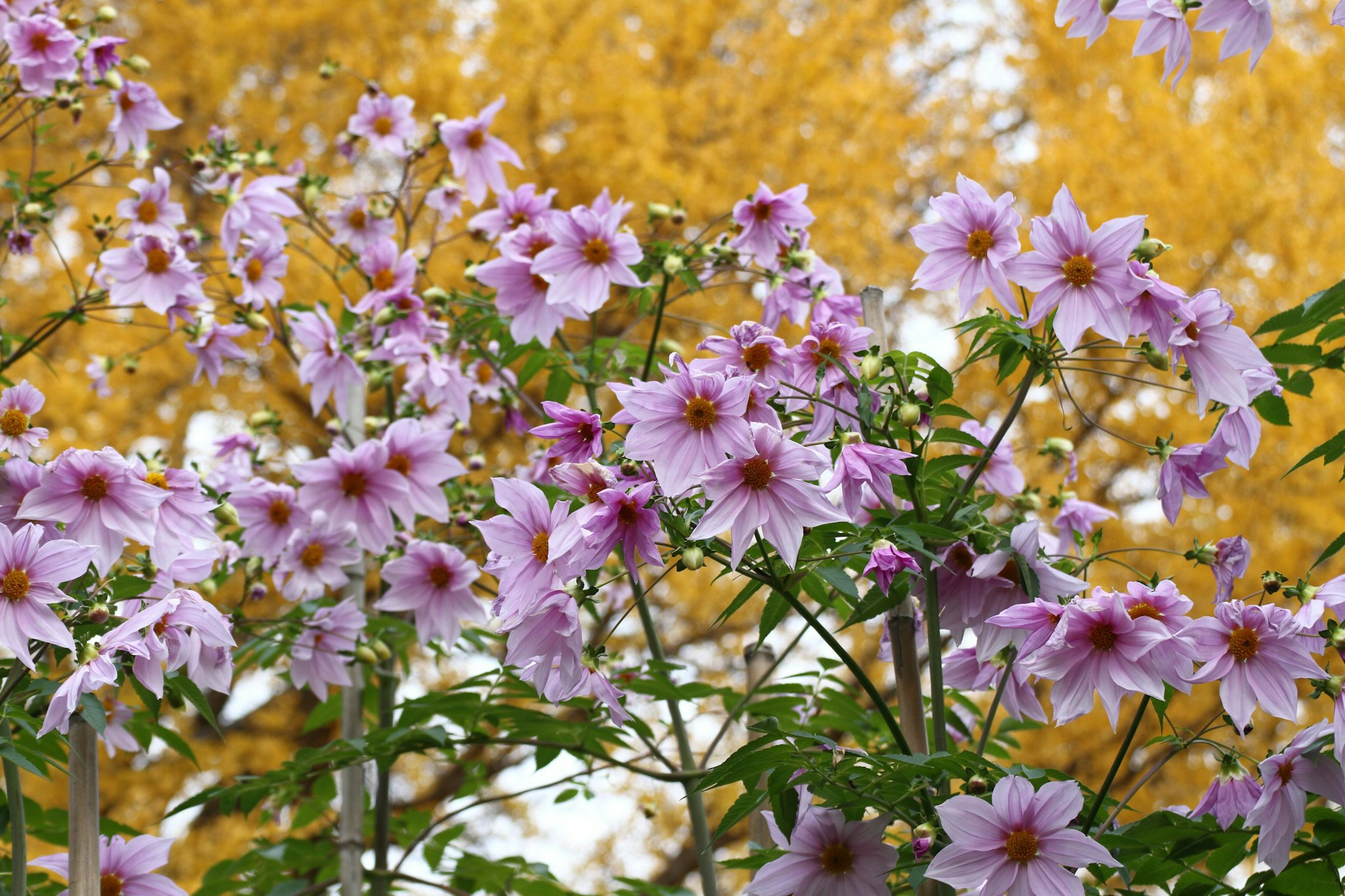 Flores rosas delicadas con hojas verdes contra un fondo dorado de otoño