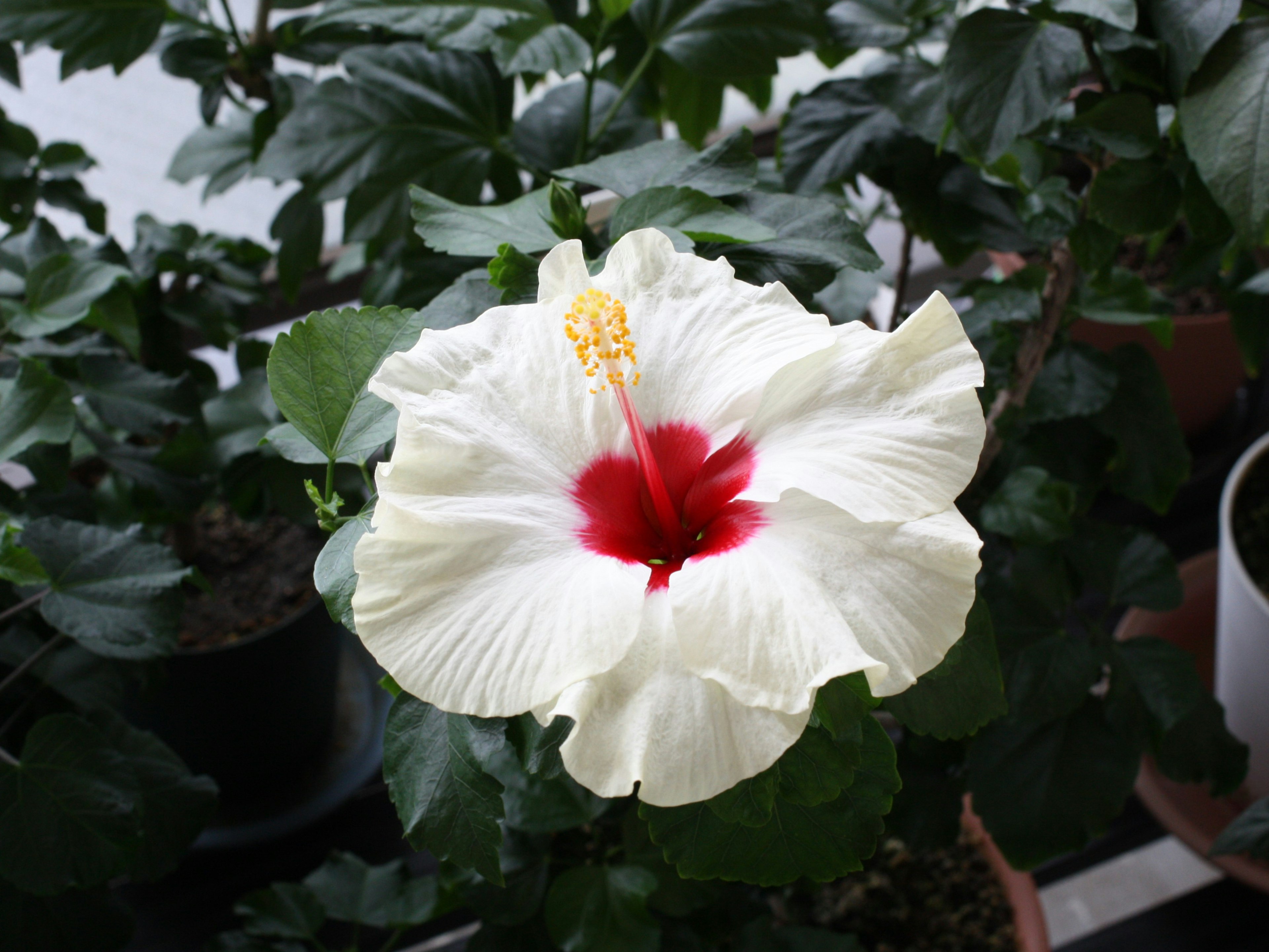 Eine weiße Hibiskusblüte mit rotem Zentrum und gelben Staubgefäßen, umgeben von grünen Blättern