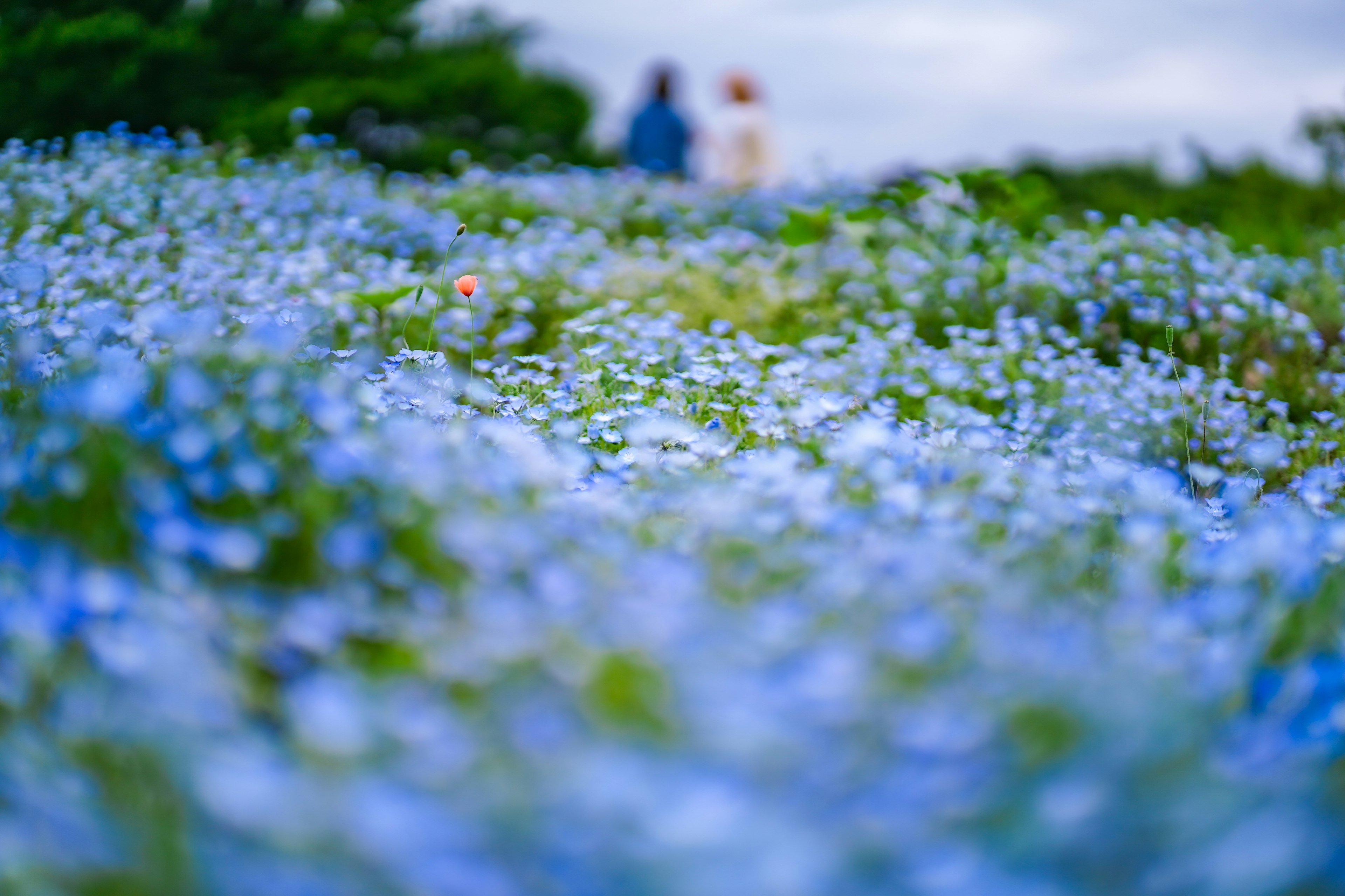 一片蓝色花朵的田野，背景中有人走动