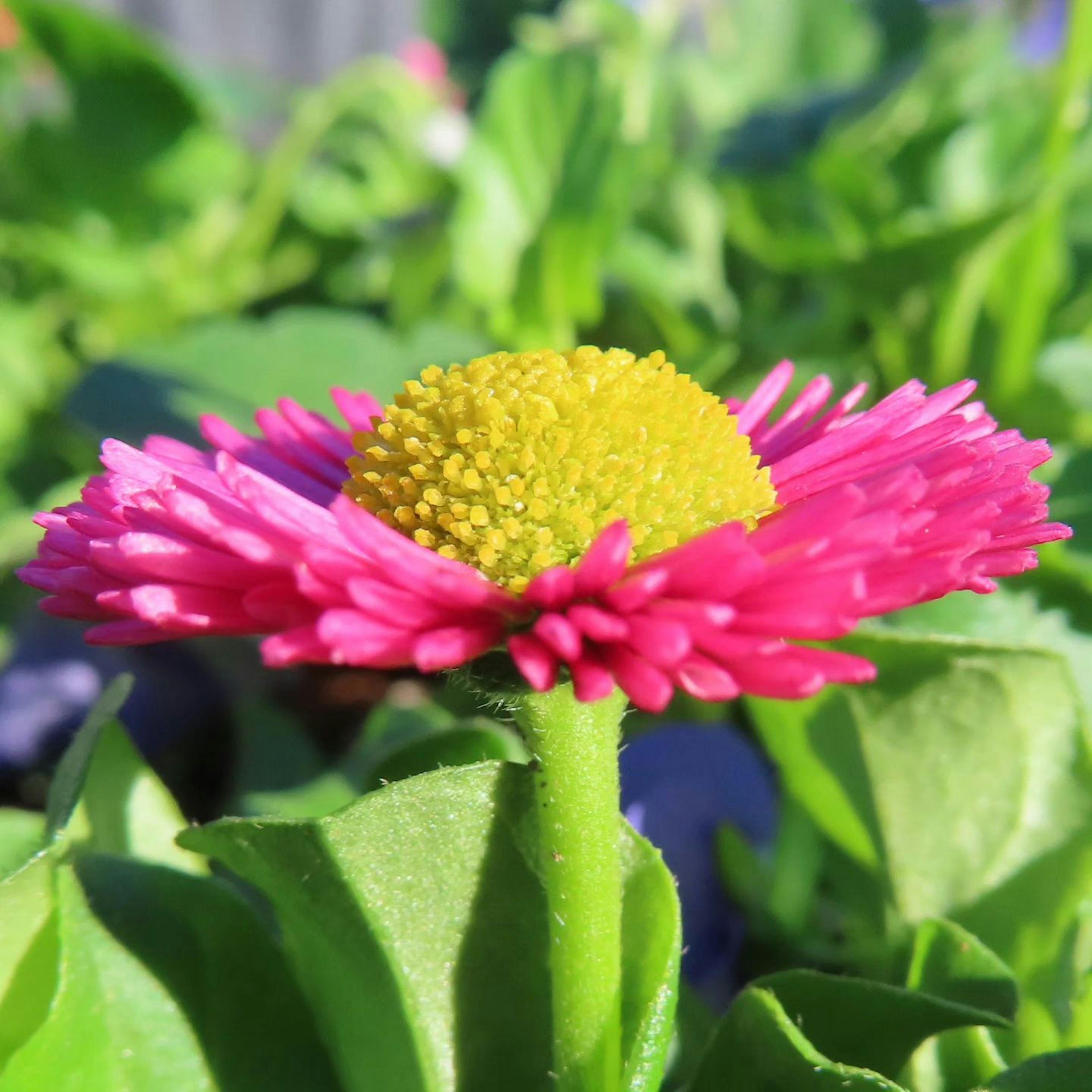 Flor rosa vibrante con un centro amarillo rodeada de hojas verdes