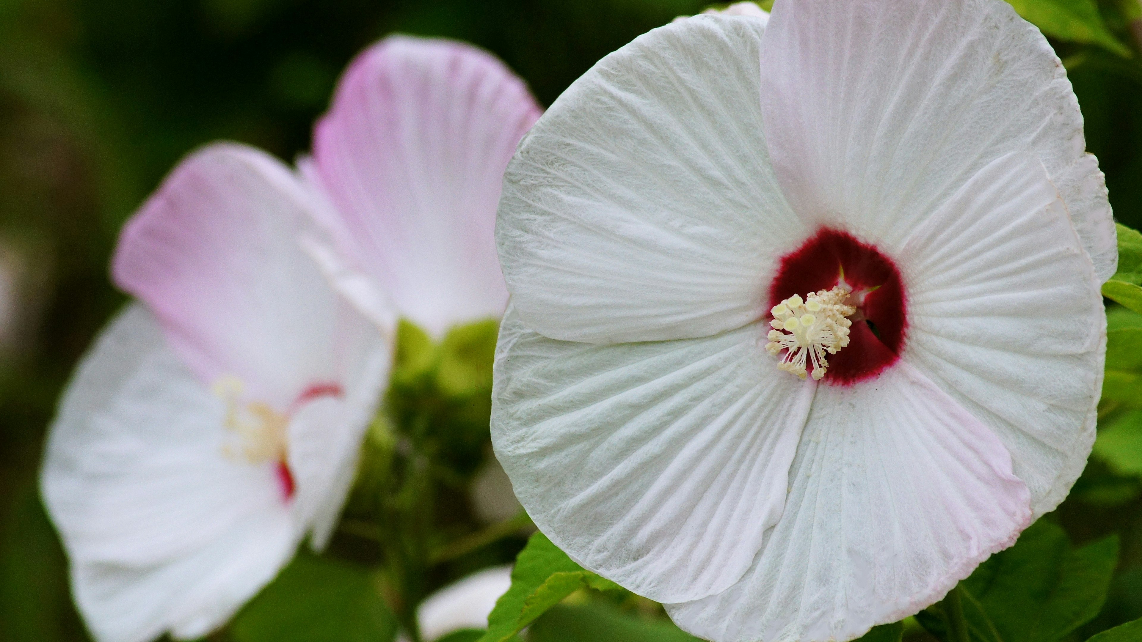 Grandes flores de hibisco con pétalos blancos y centros rojos