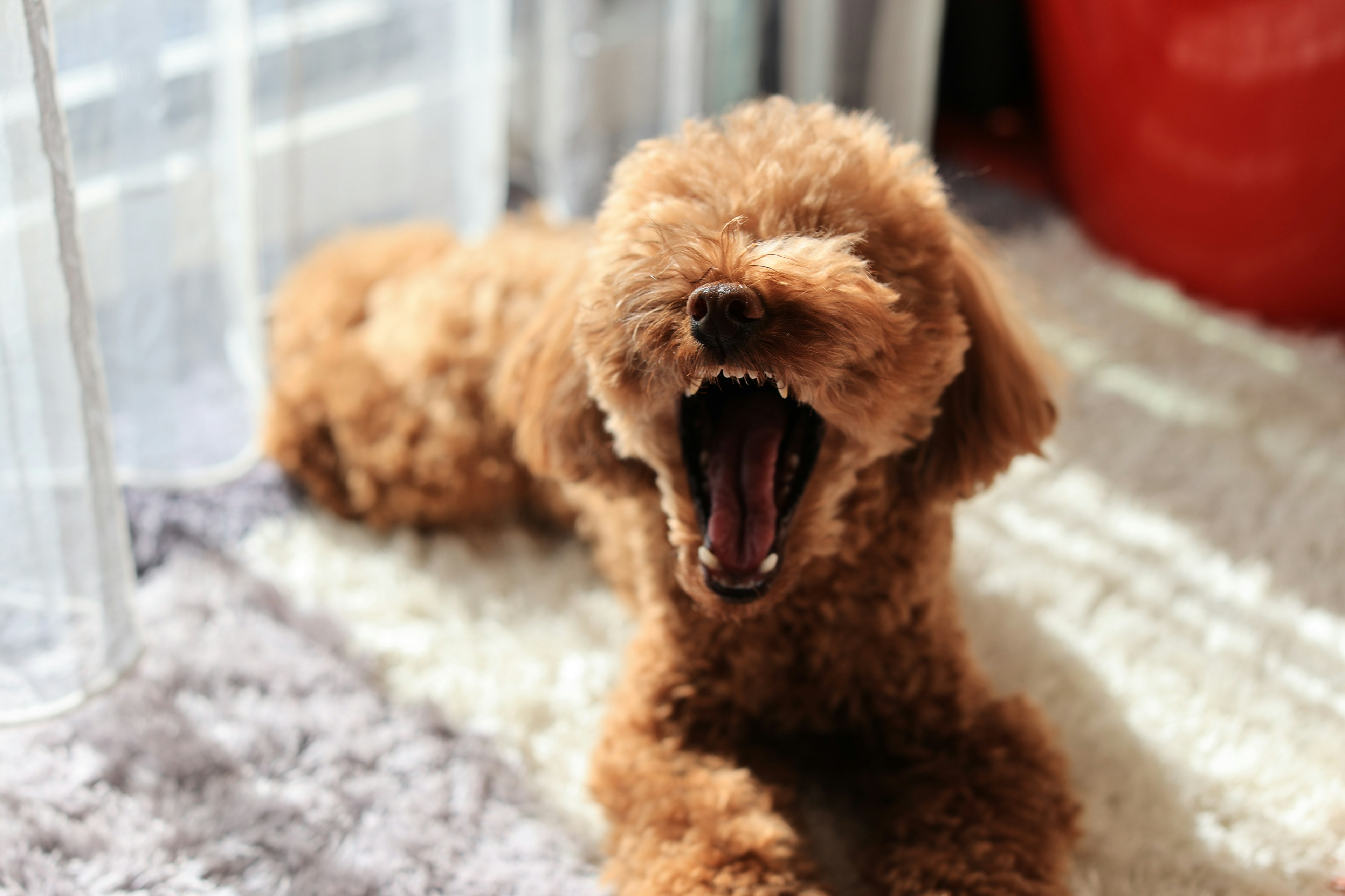 Brown poodle yawning in a bright room