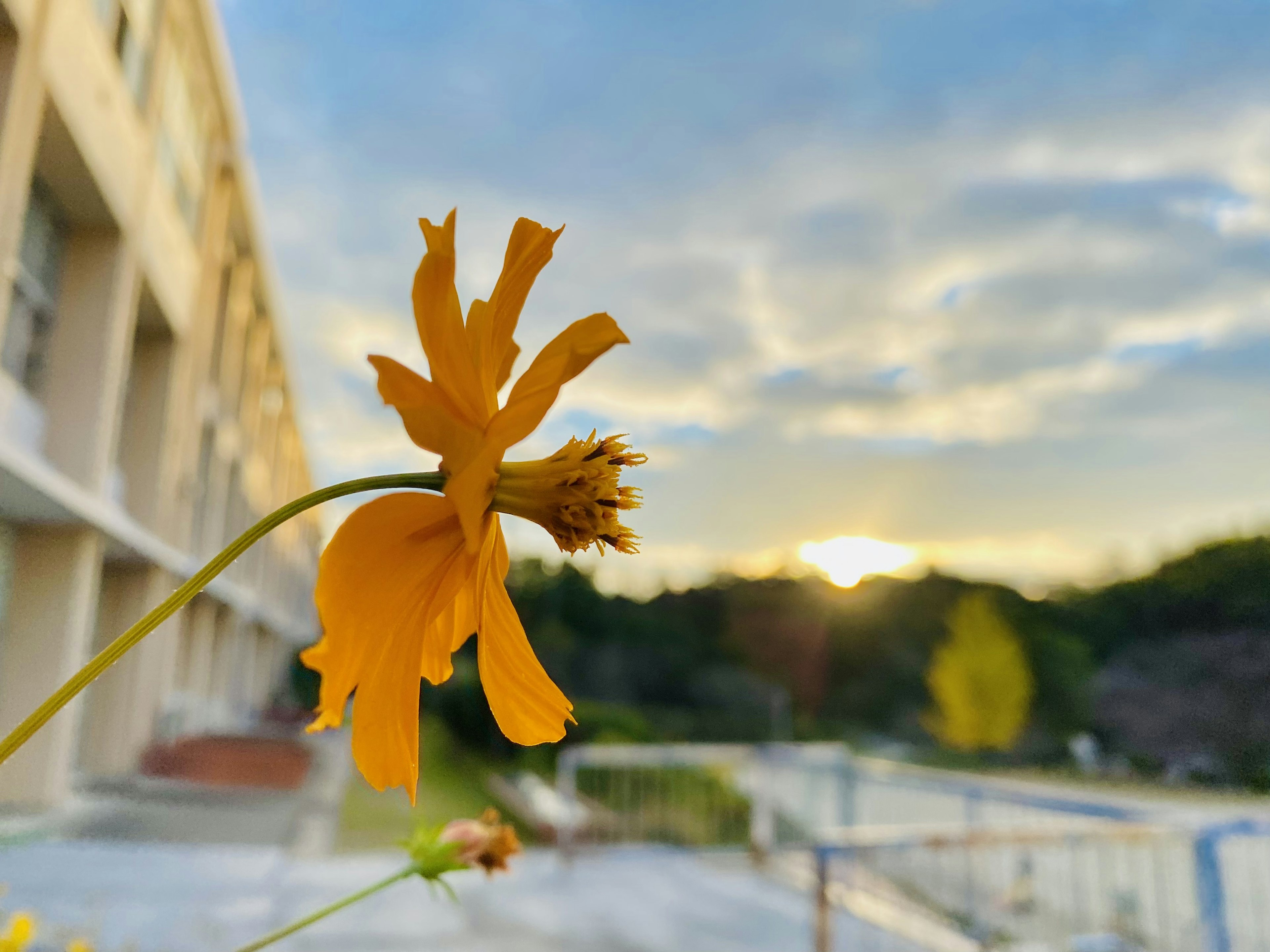 ดอกไม้สีเหลืองที่ถูกแสงพระอาทิตย์ตกส่องสว่างพร้อมอาคารด้านหลัง