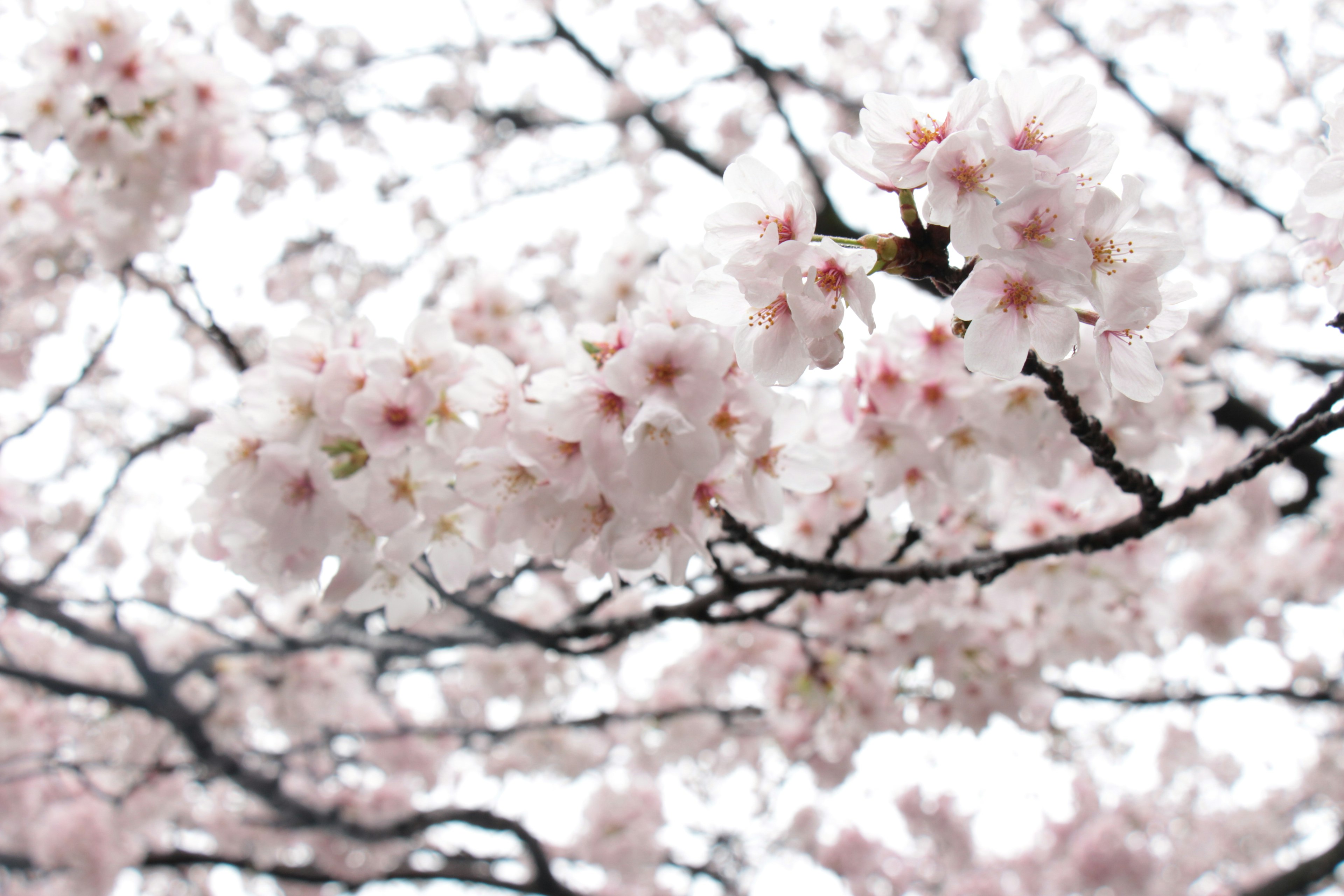 Kedekatan cabang bunga sakura yang mekar