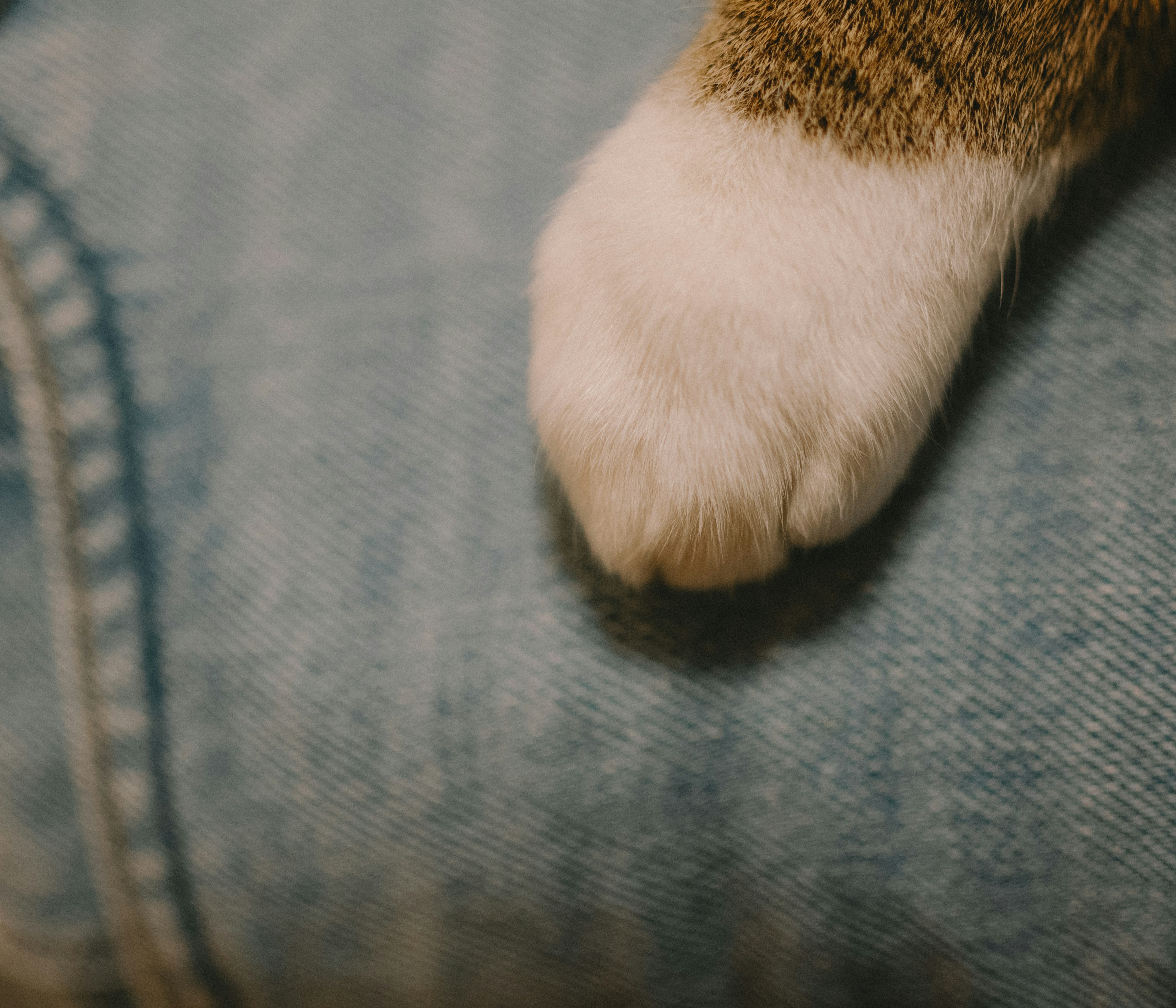 Cat paw resting on blue denim fabric