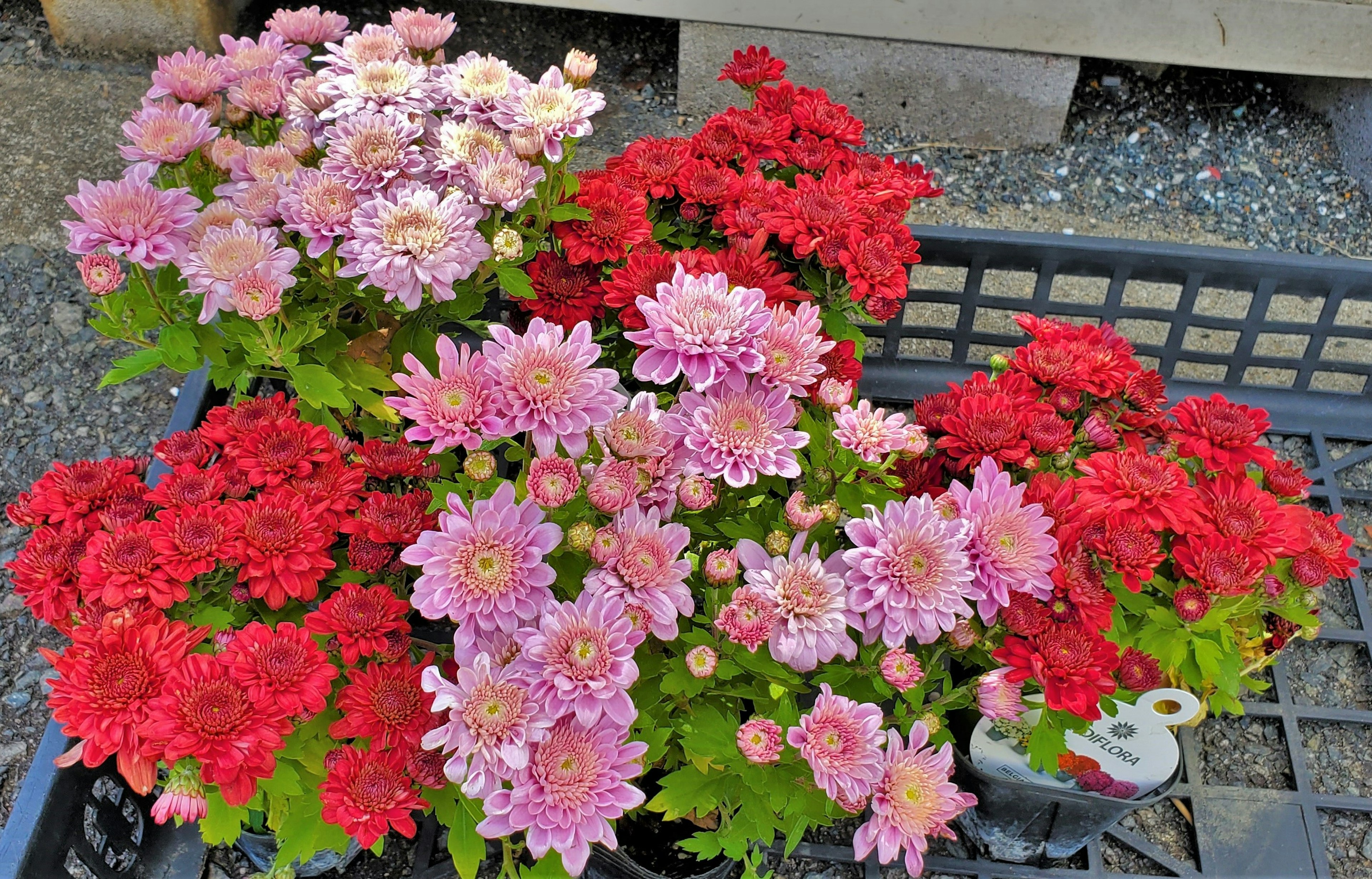 赤とピンクの花が咲く鉢植えの植物