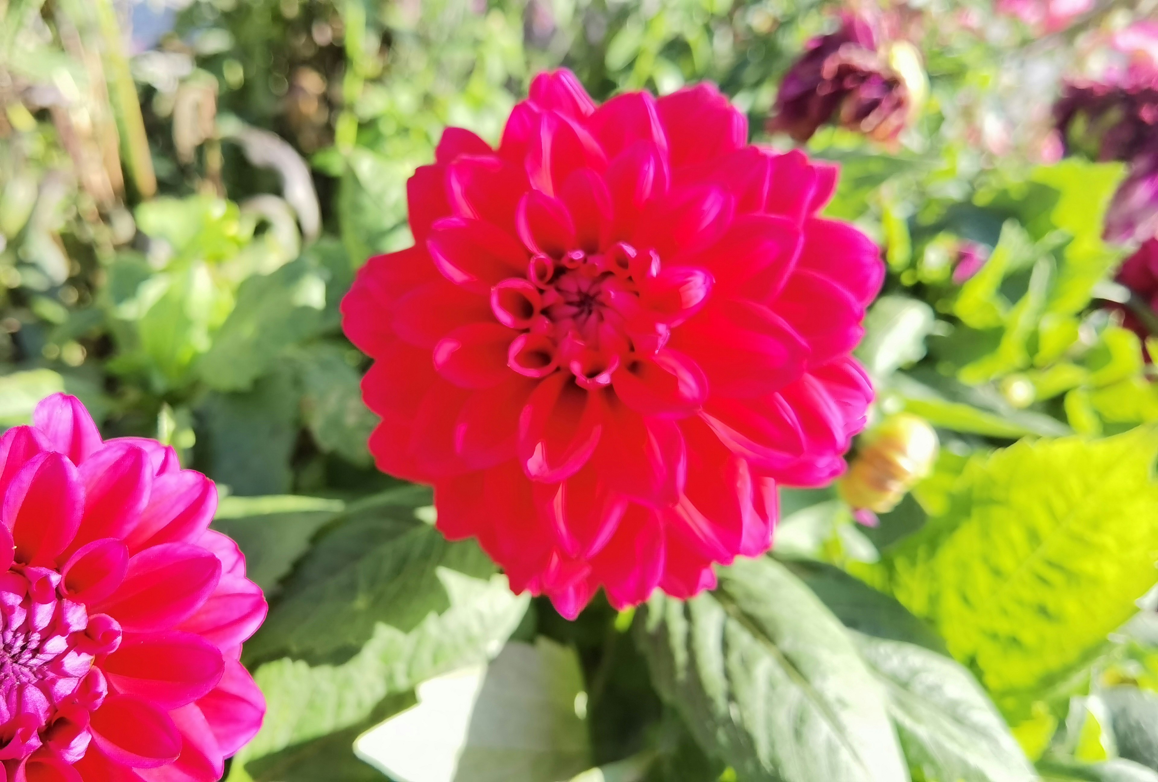 Fiore di dalia rosa brillante che sboccia tra foglie verdi