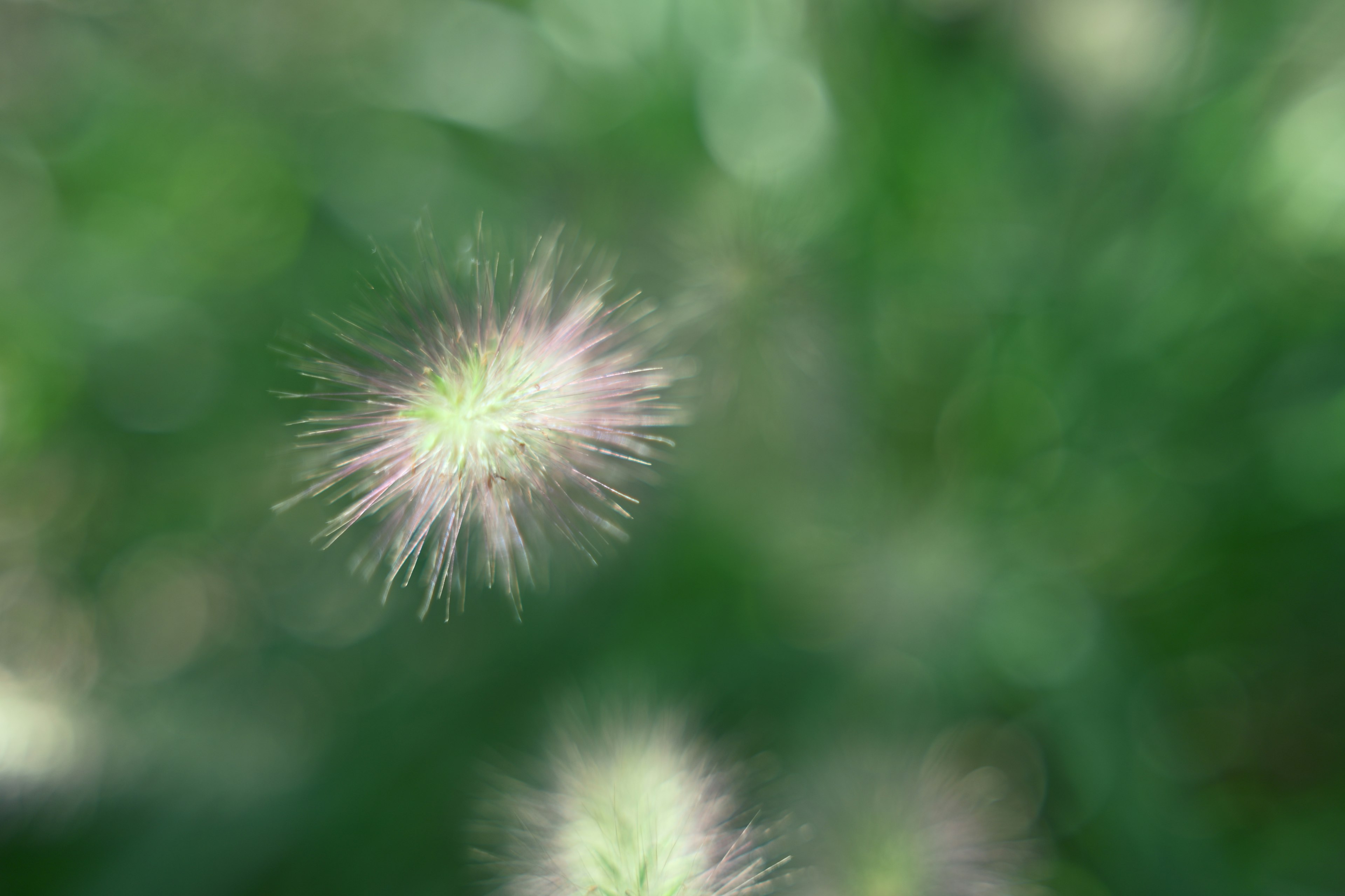 Estructuras blancas borrosas y esponjosas sobre un fondo verde