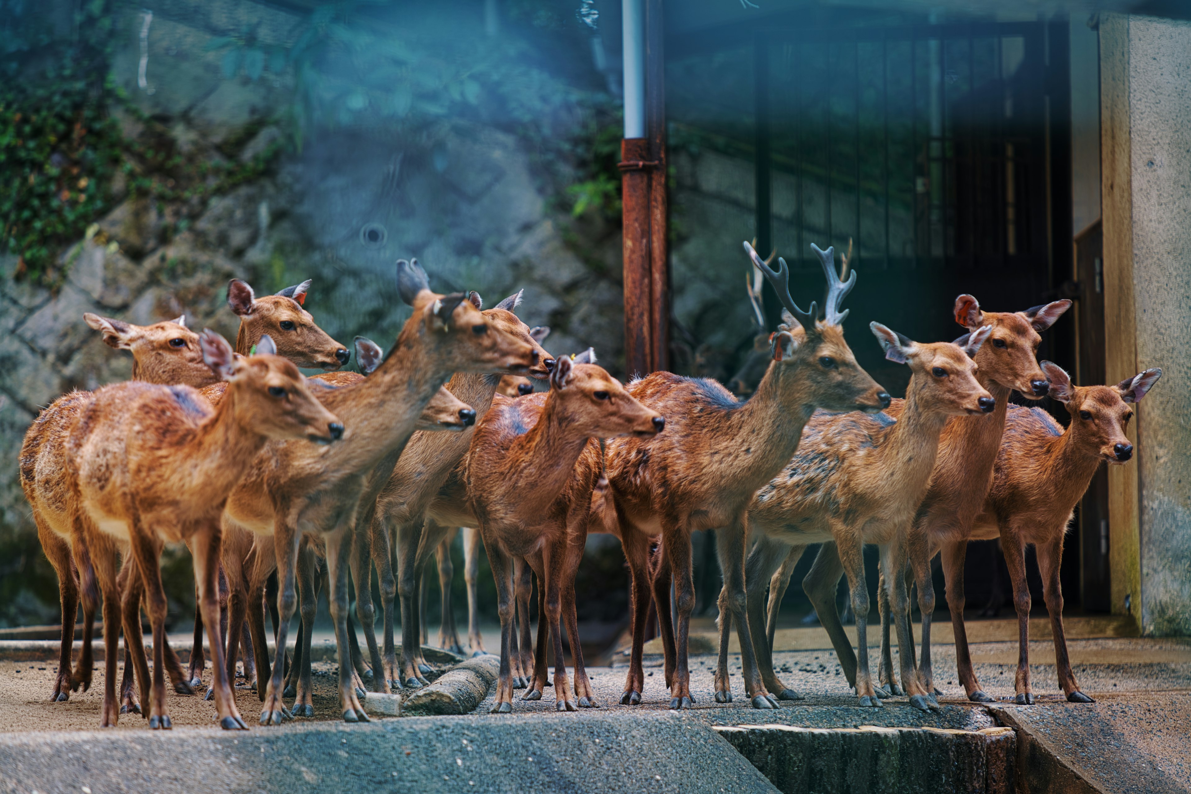 A group of deer gathered together with natural elements in the background