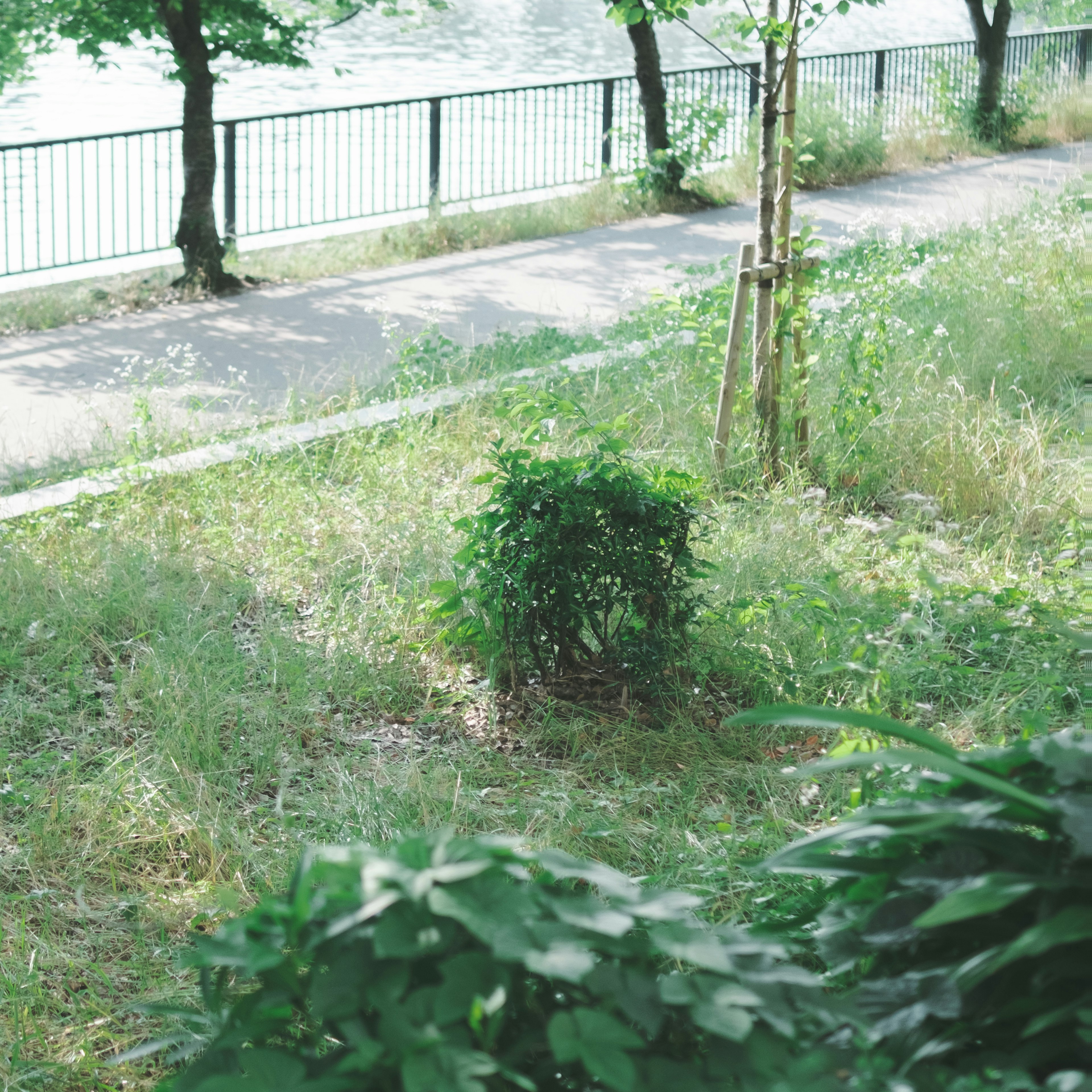 緑の草と小さな茂みがある川沿いの散歩道の風景