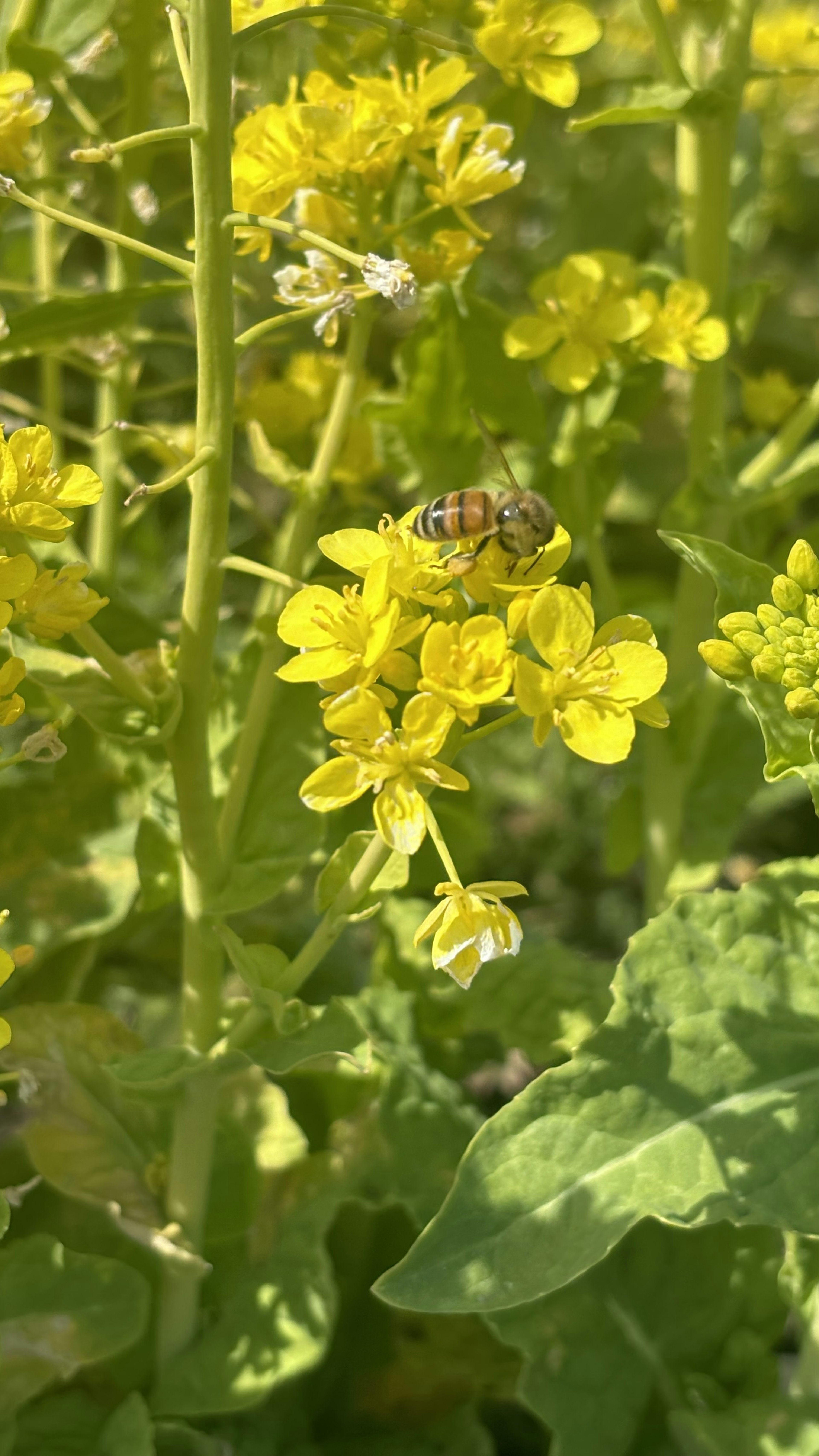 Nahaufnahme von gelben Blumen mit einer Biene auf einer Pflanze