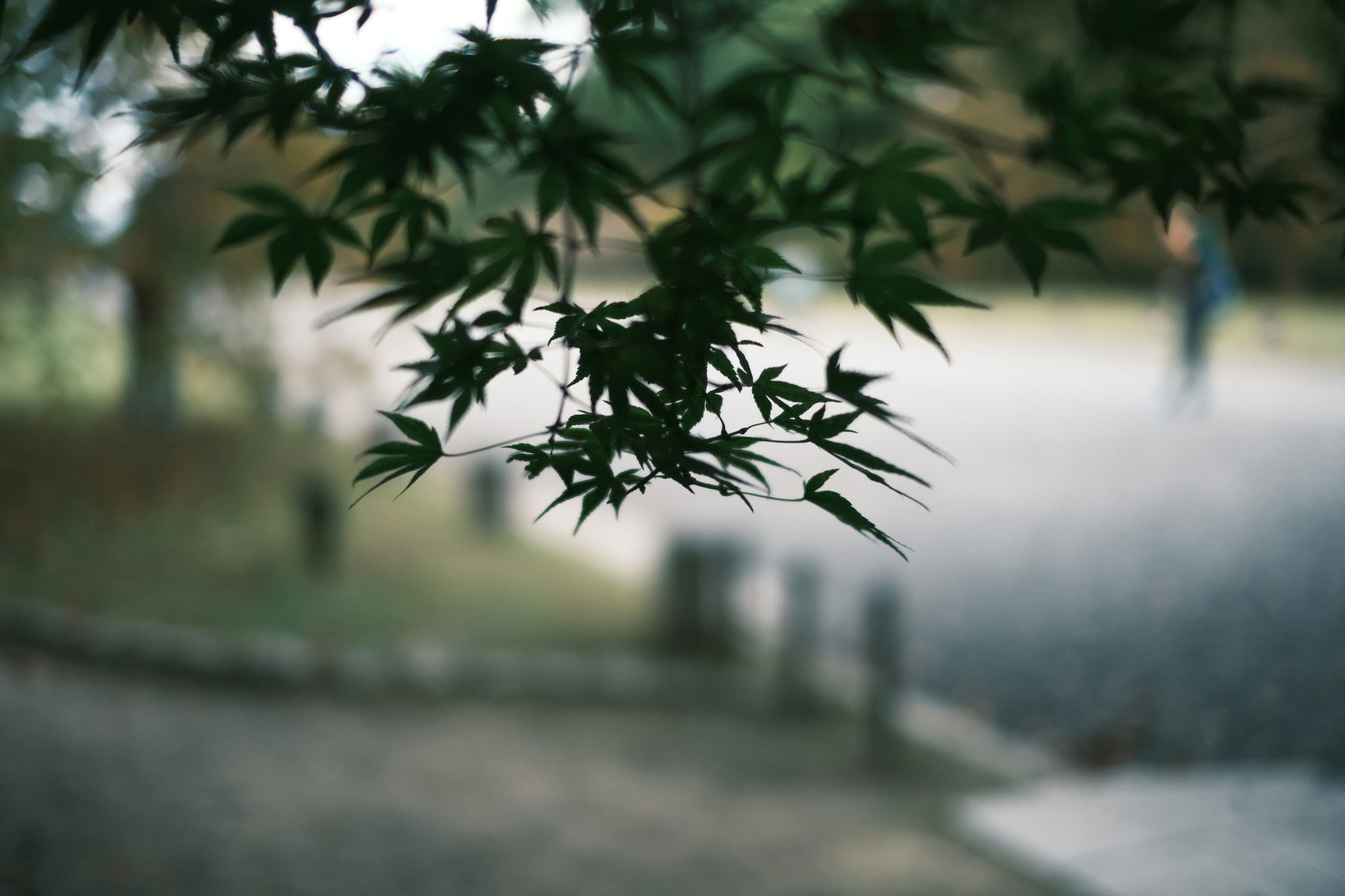 Close-up of bamboo leaves with a blurred background