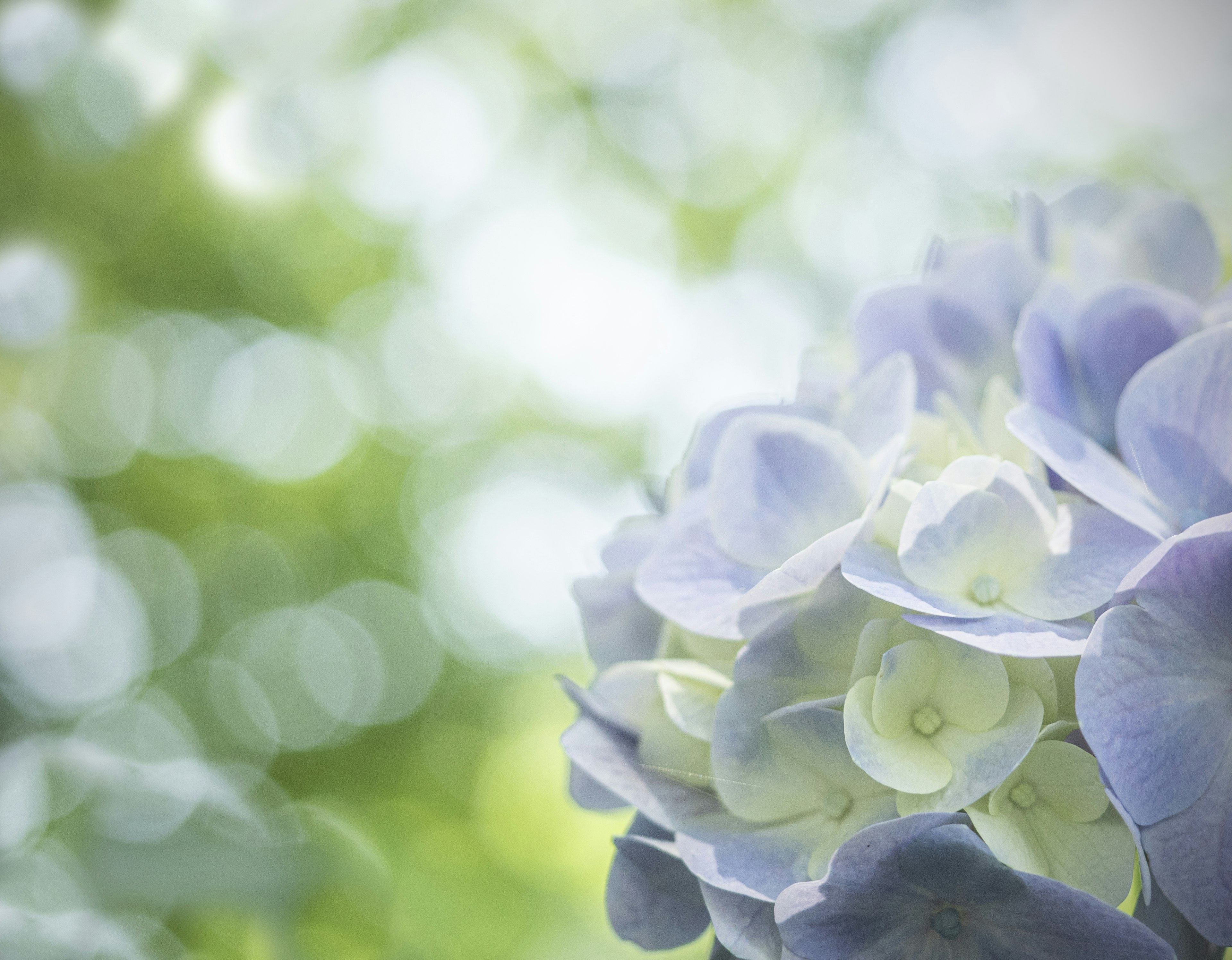 Bunga hydrangea biru lembut di latar belakang kabur