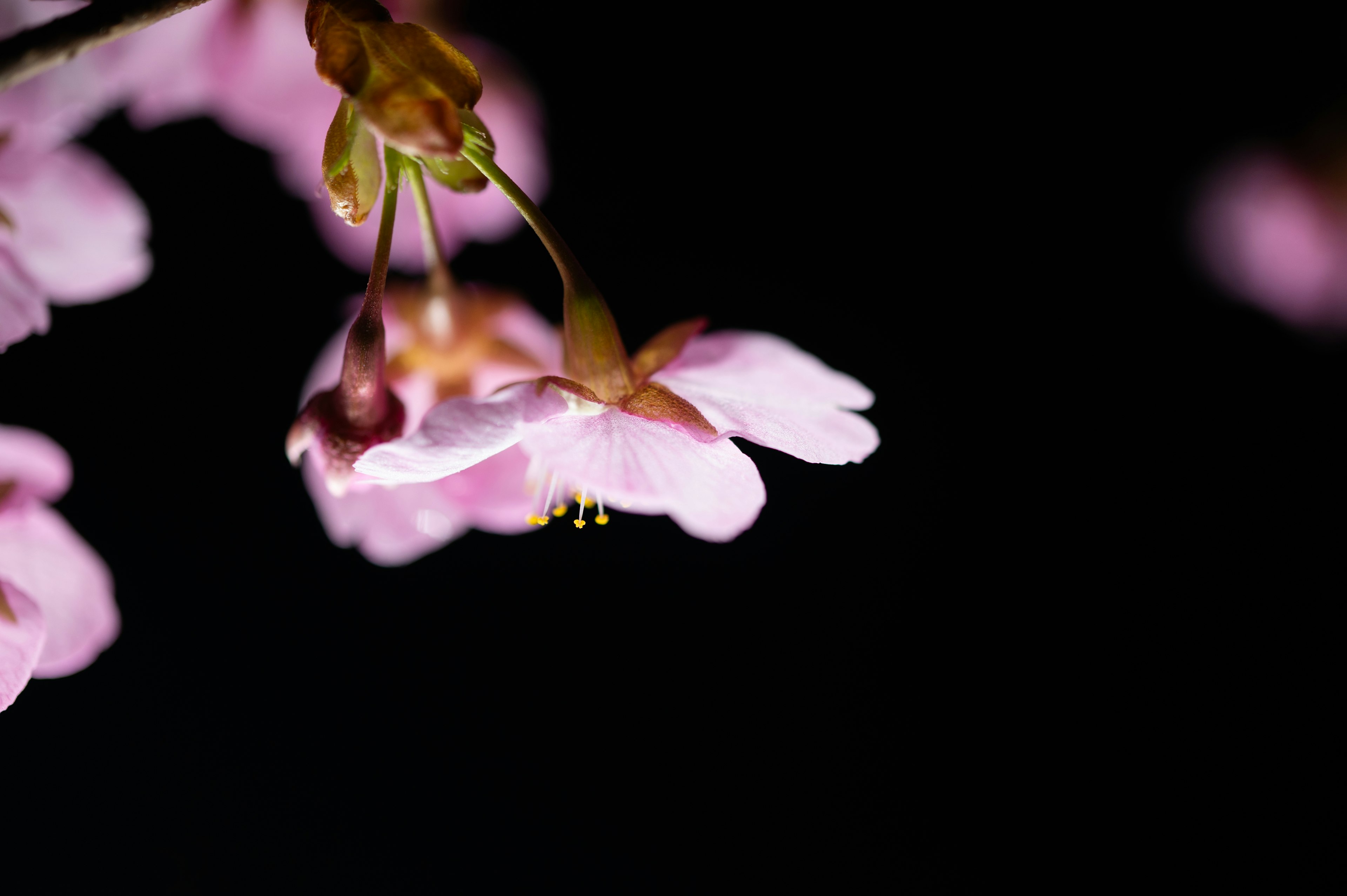 黑色背景上的樱花特写