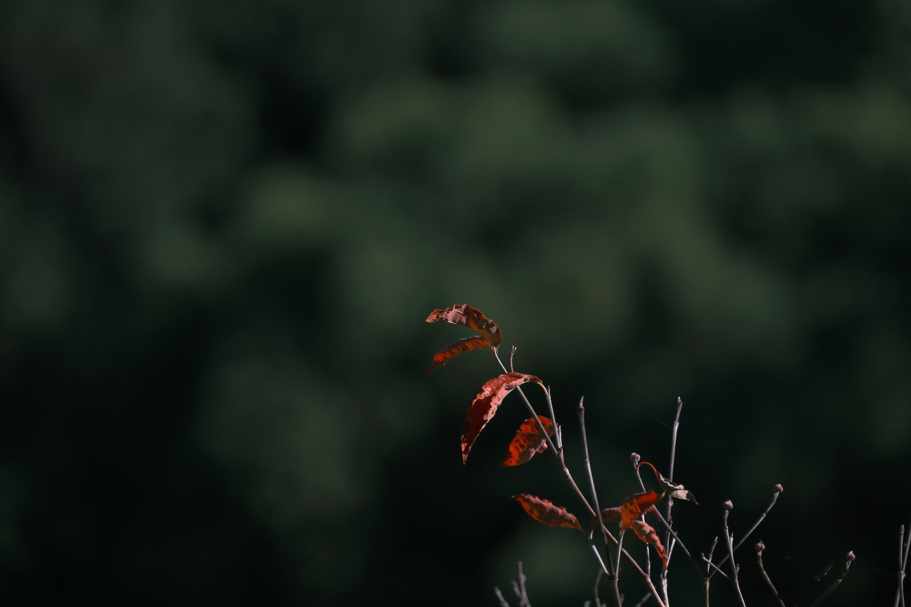 Una rama con hojas rojas contra un fondo oscuro