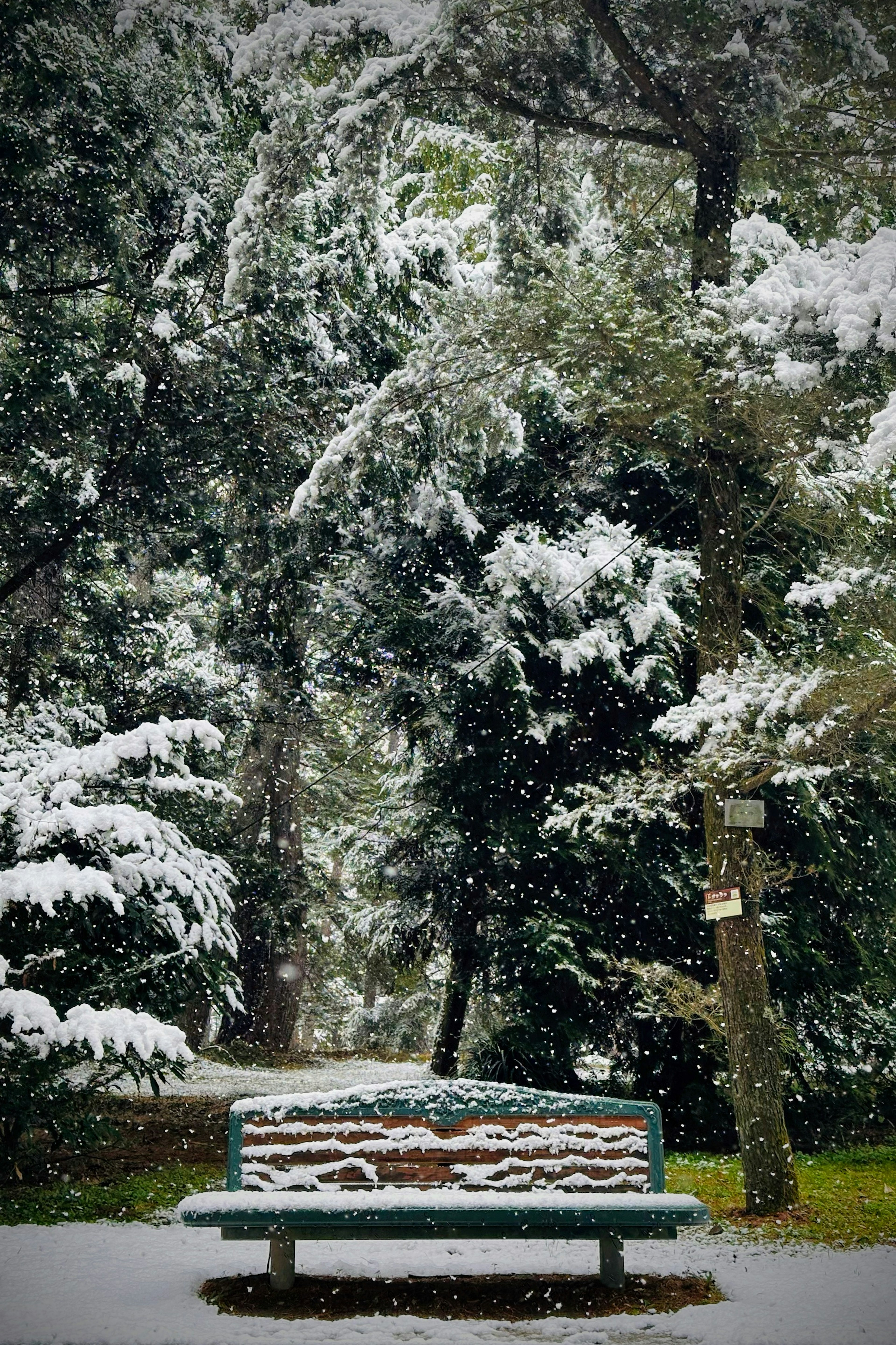 Snow-covered park bench surrounded by trees