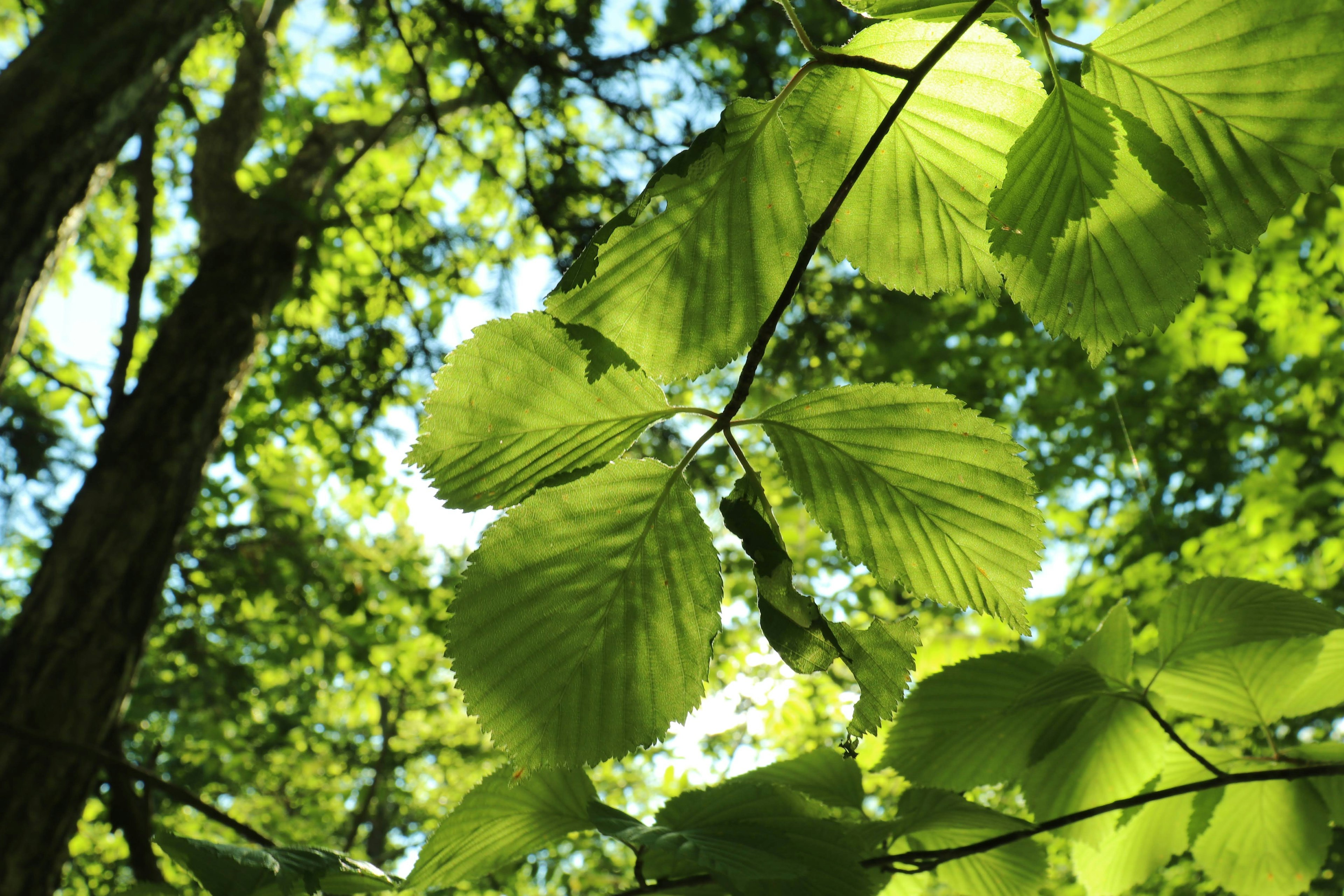 Nahaufnahme von grünen Blättern an einem Baumzweig Sonnenlicht, das durchscheint und schöne grüne Töne erzeugt