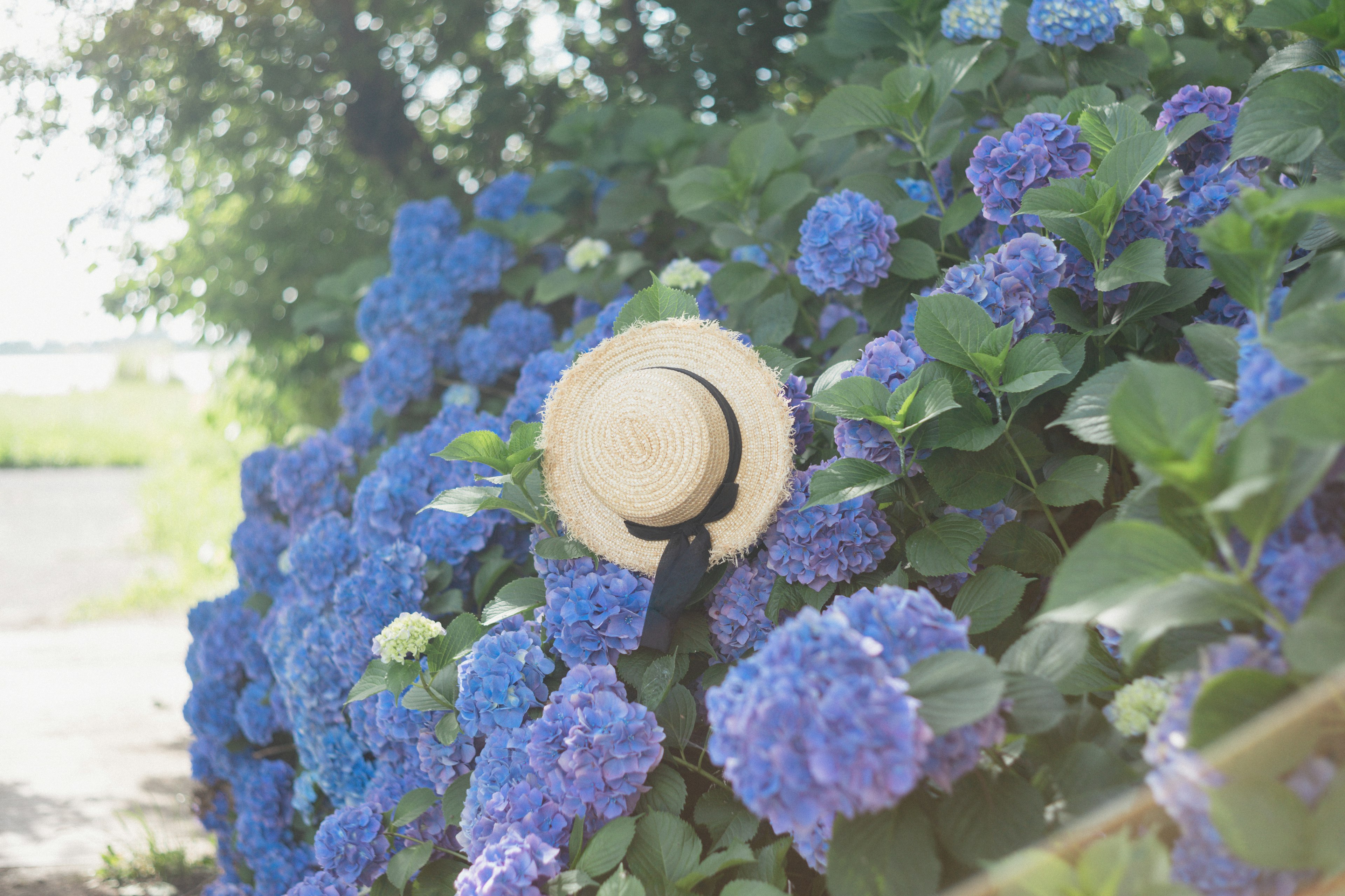 Sombrero de paja descansando entre flores de hortensia azules