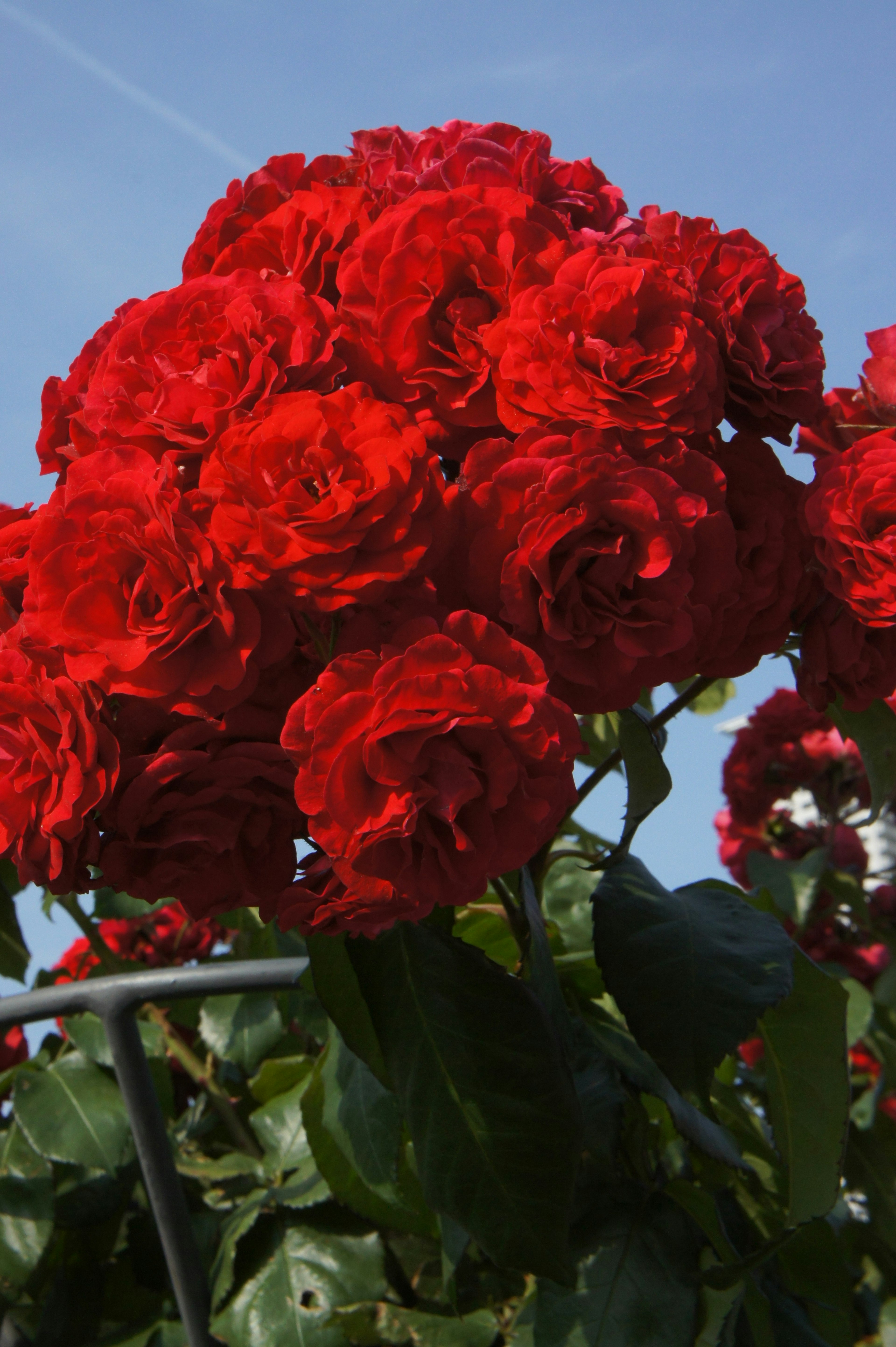 A bouquet of red roses under a blue sky