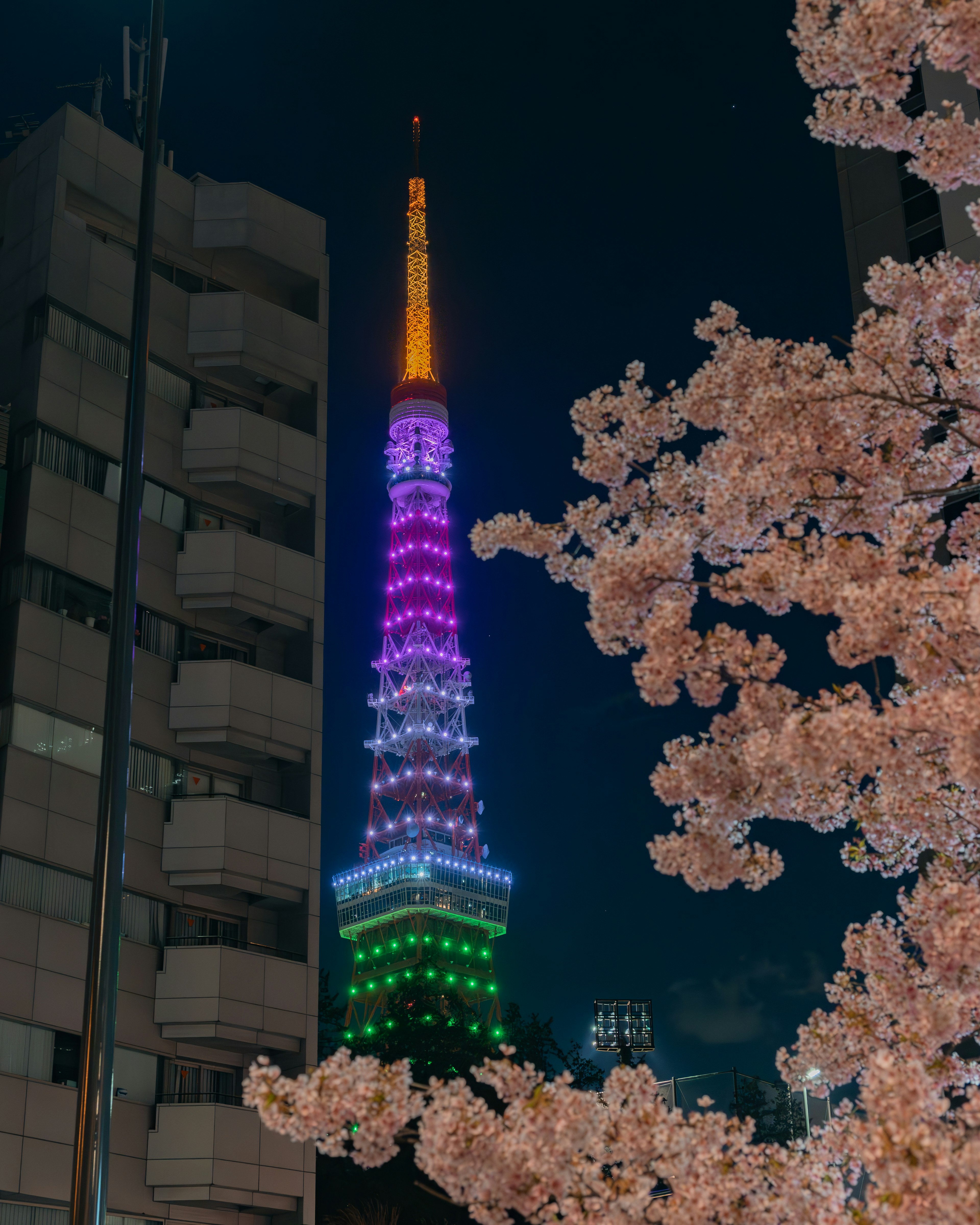 東京タワーの夜景に桜の花が映える