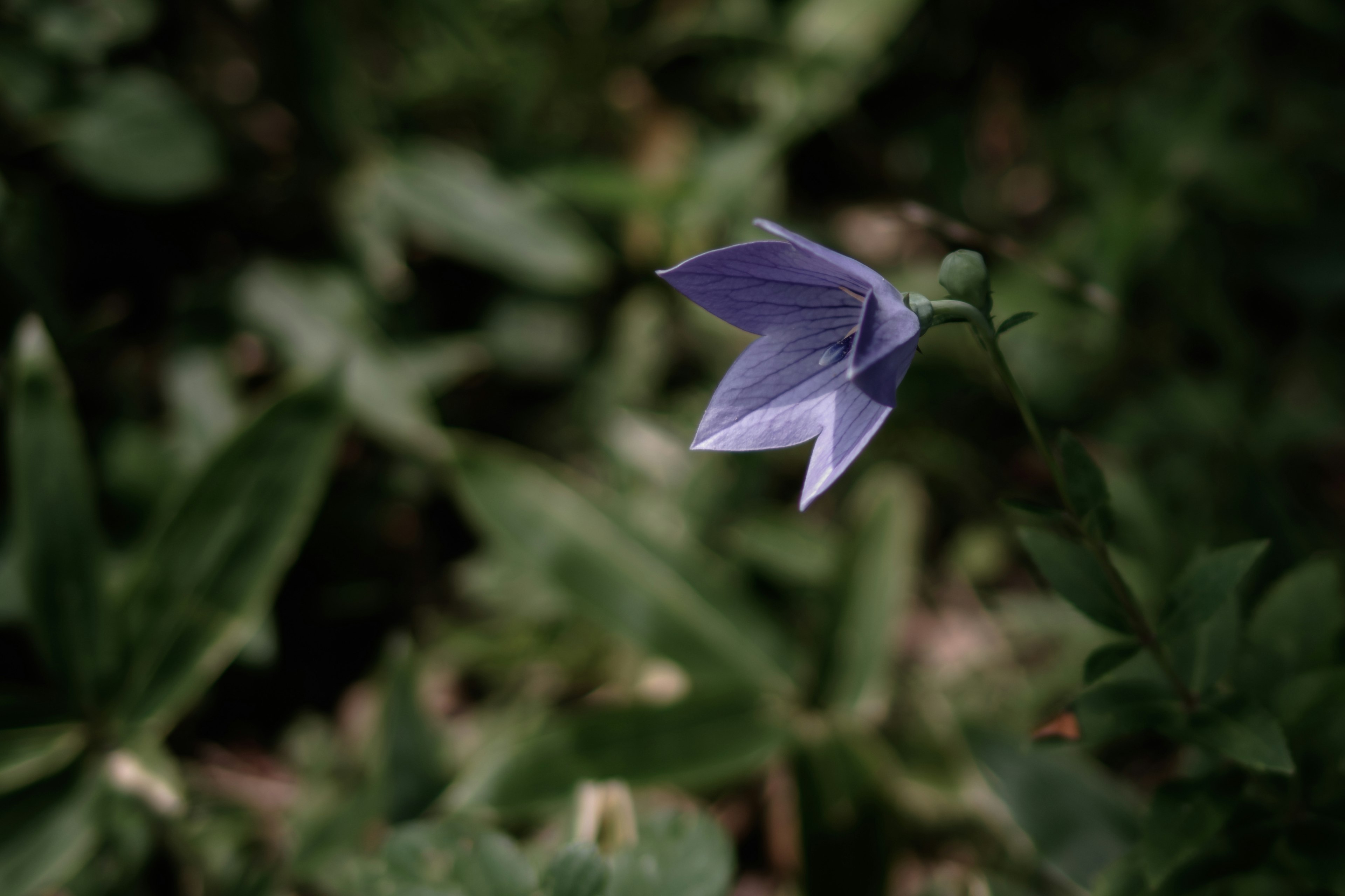 Une fleur violette clair entourée de feuilles vertes