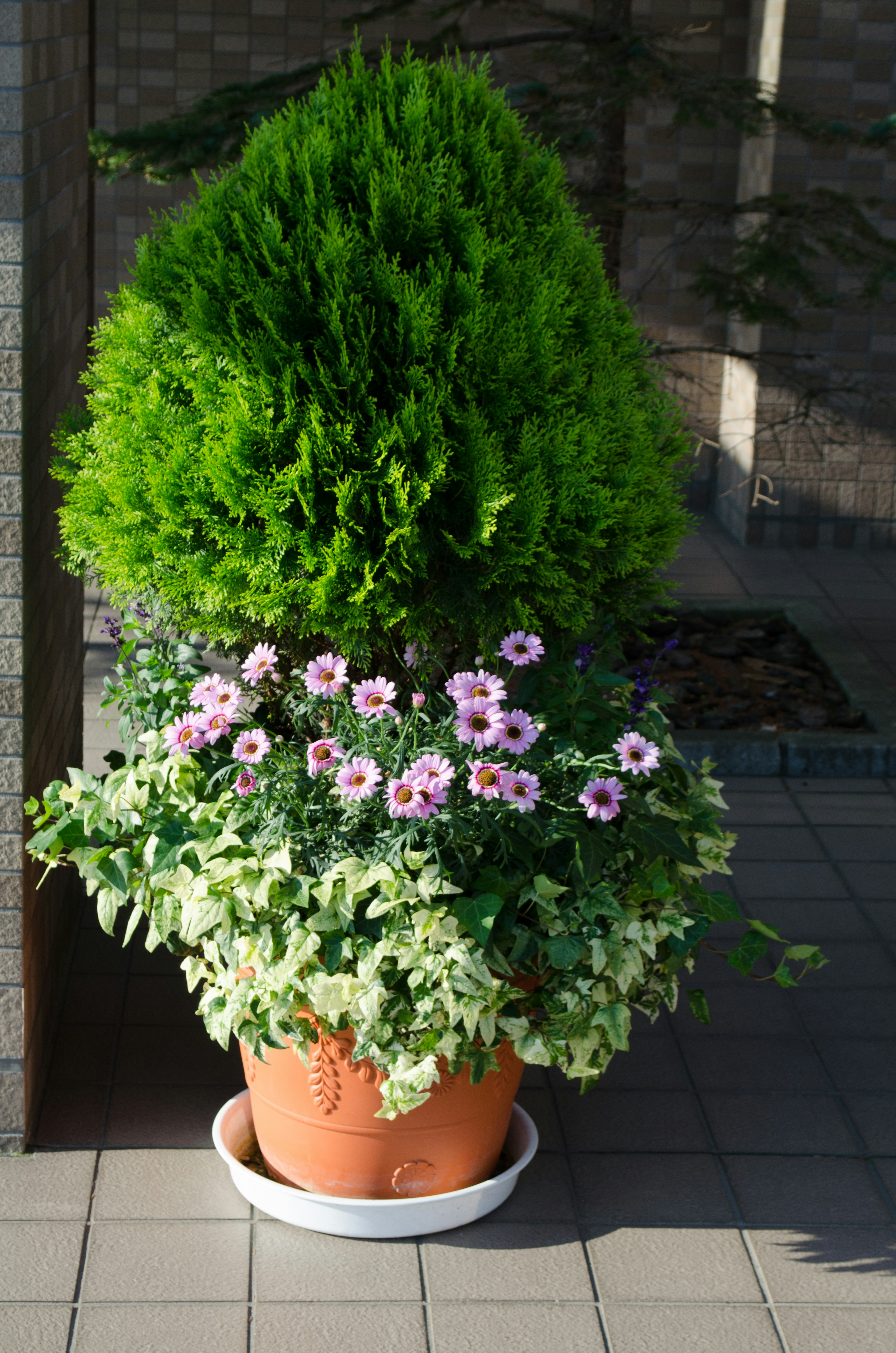 Topfpflanze mit einem grünen Nadelbaum und rosa Blumen