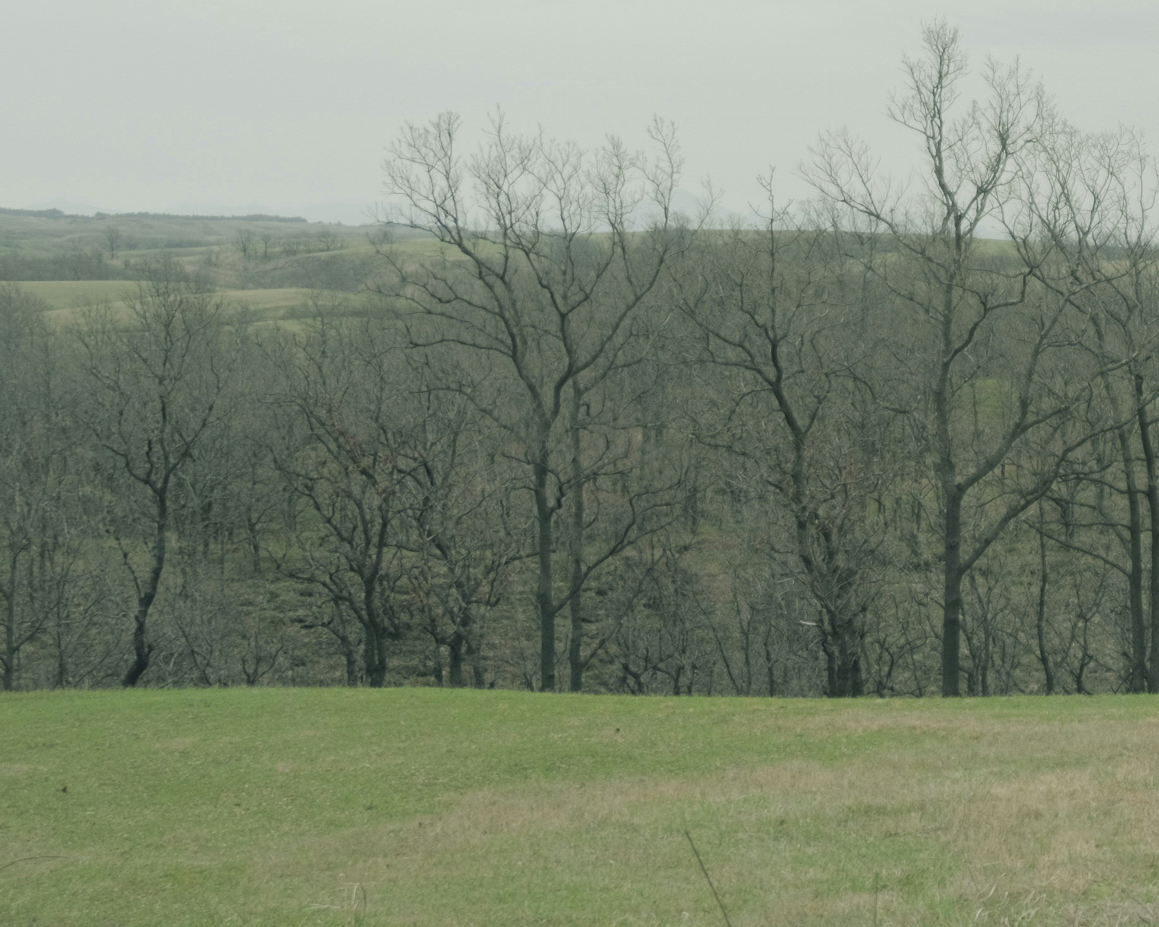 Paysage avec herbe verte et arbres dépouillés