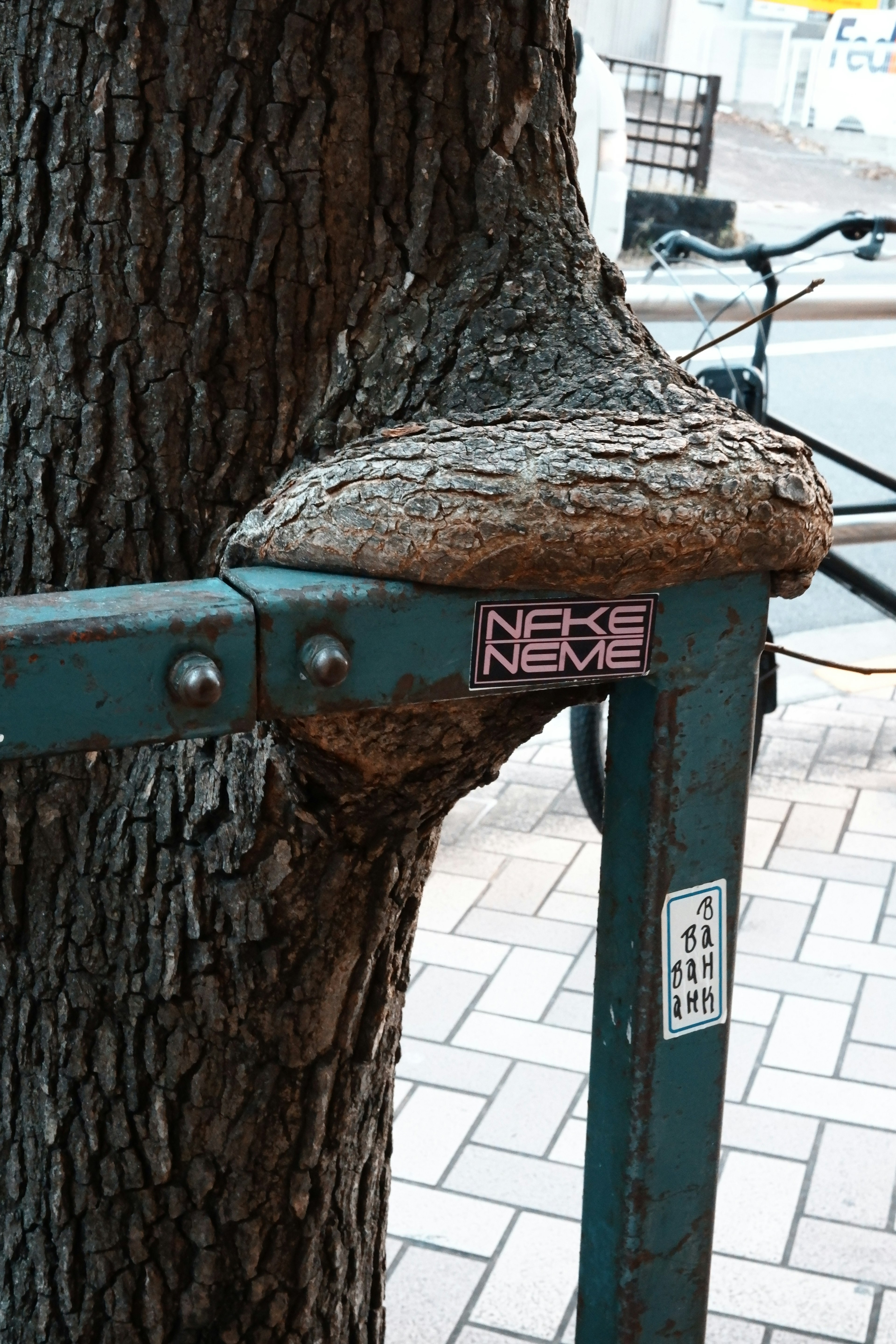 A tree trunk intertwined with a metal fence post