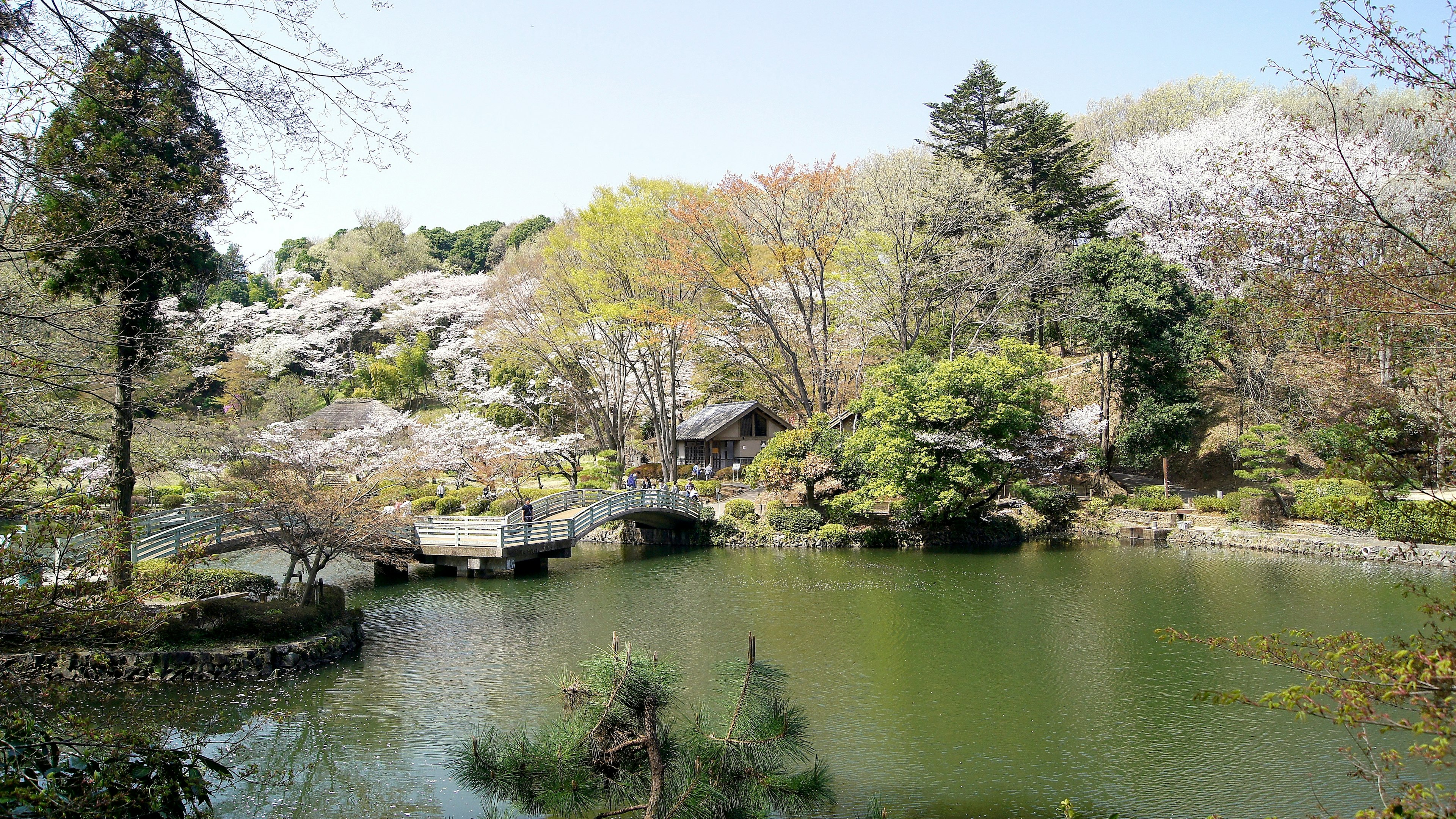 ทิวทัศน์สวนญี่ปุ่นที่สวยงามมีสะพานและบ่อน้ำต้นซากุระที่บานเต็มที่