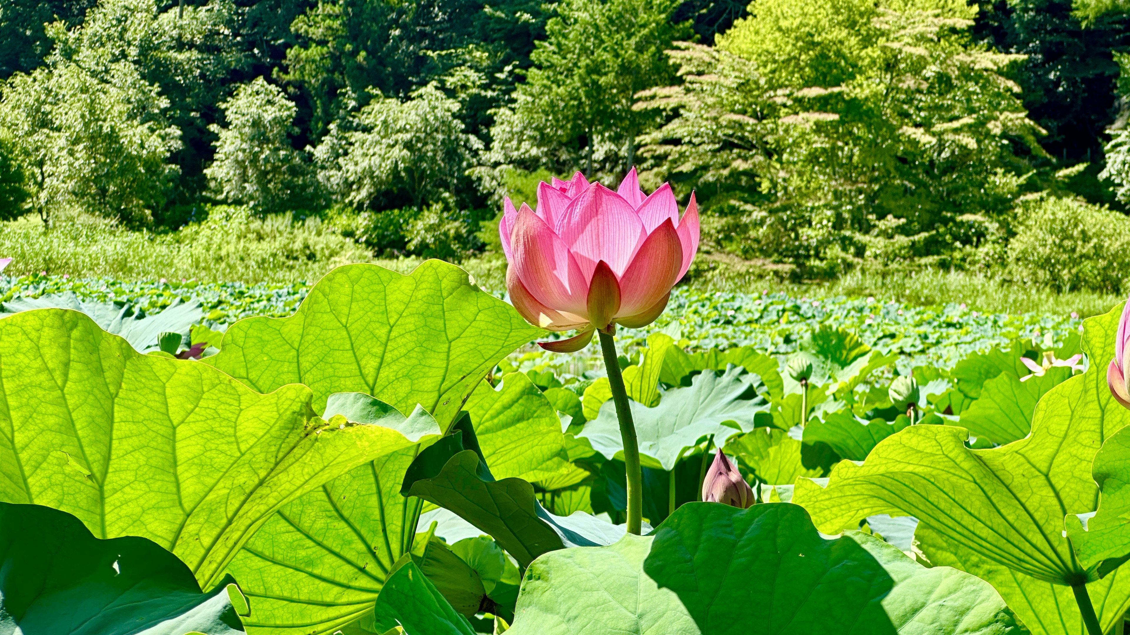 Une belle fleur de lotus rose épanouie entourée de feuilles vertes