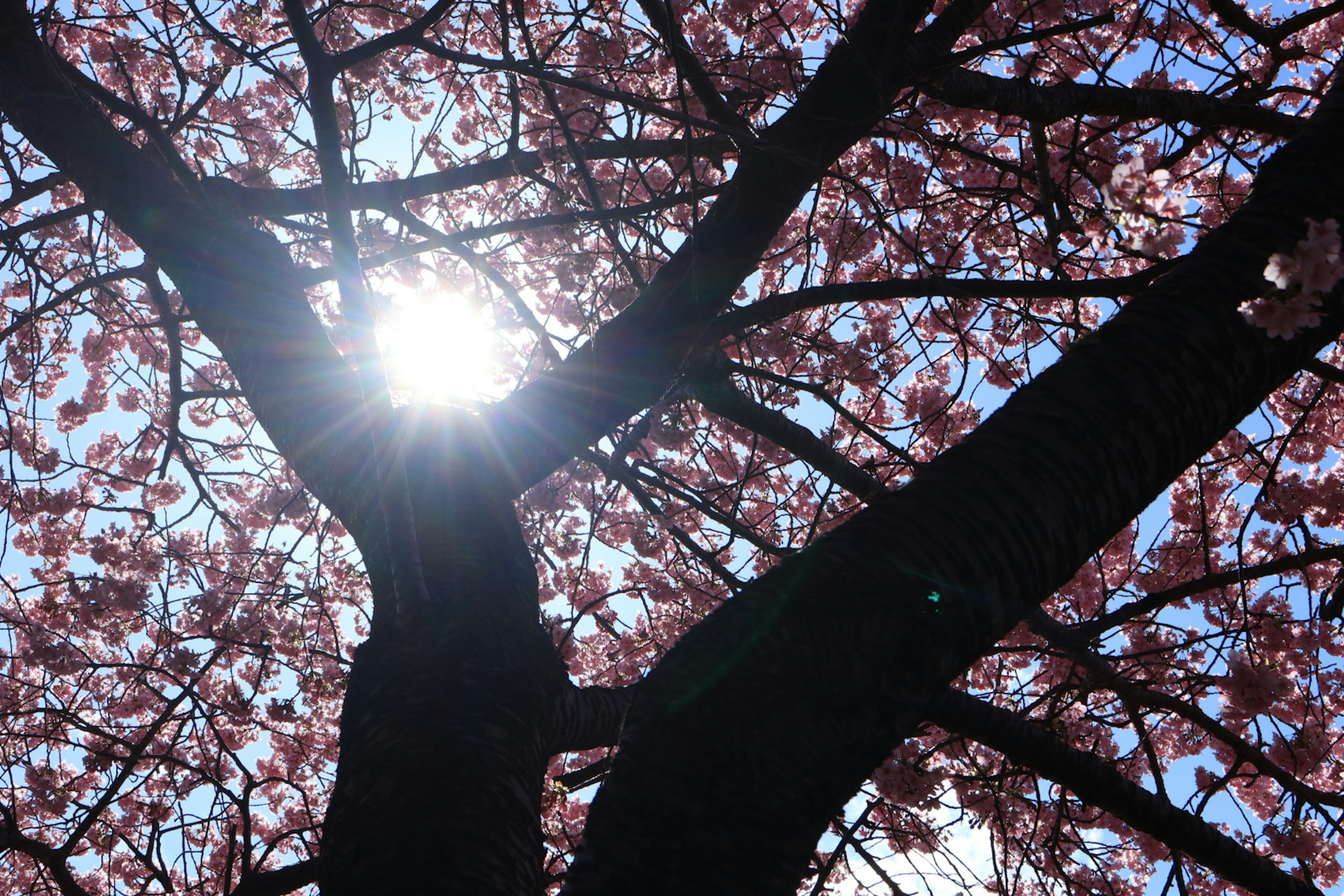 太陽が輝く桜の木のシルエットとピンクの花