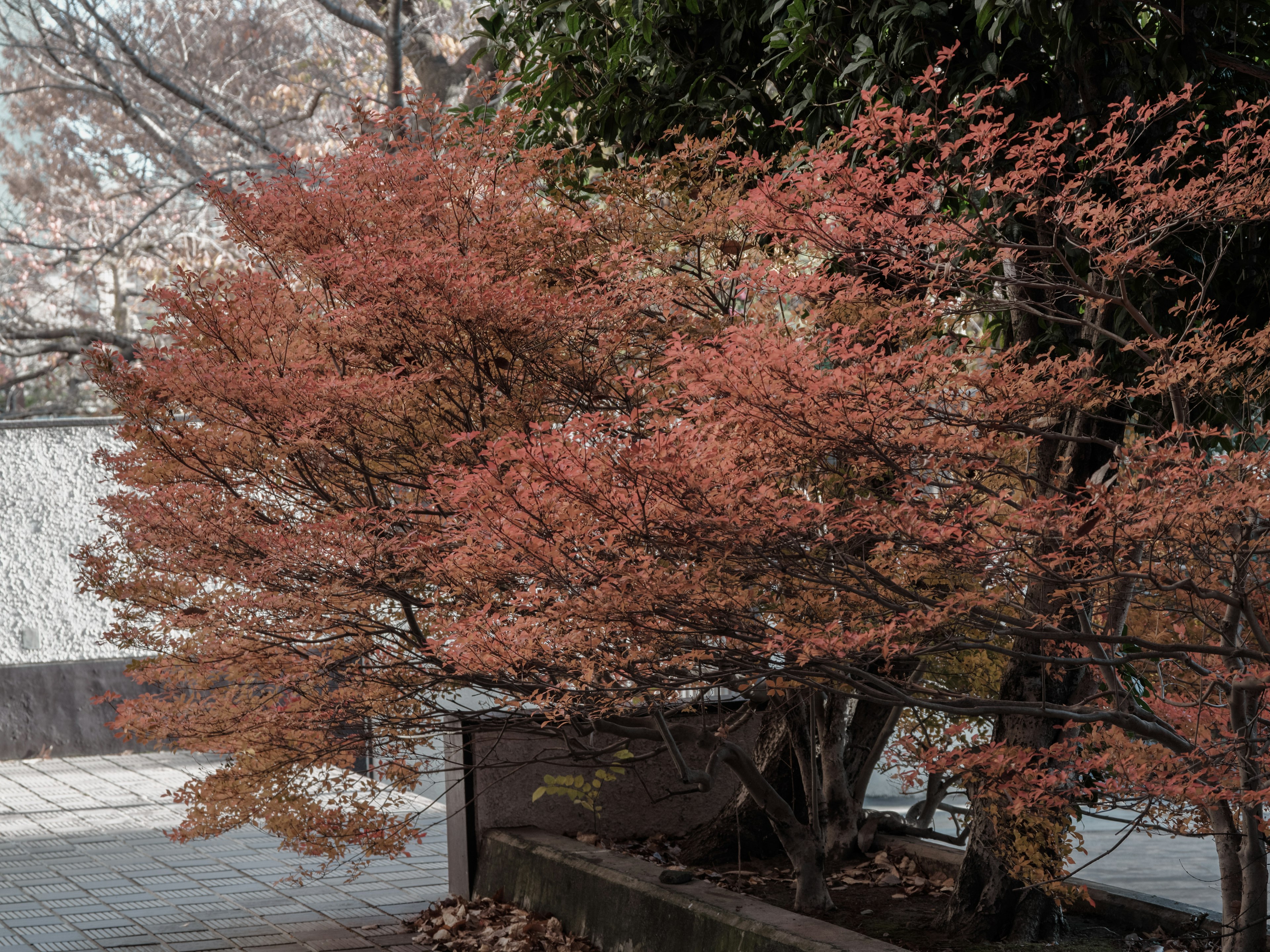 Árbol de arce con hojas de otoño y paisaje circundante